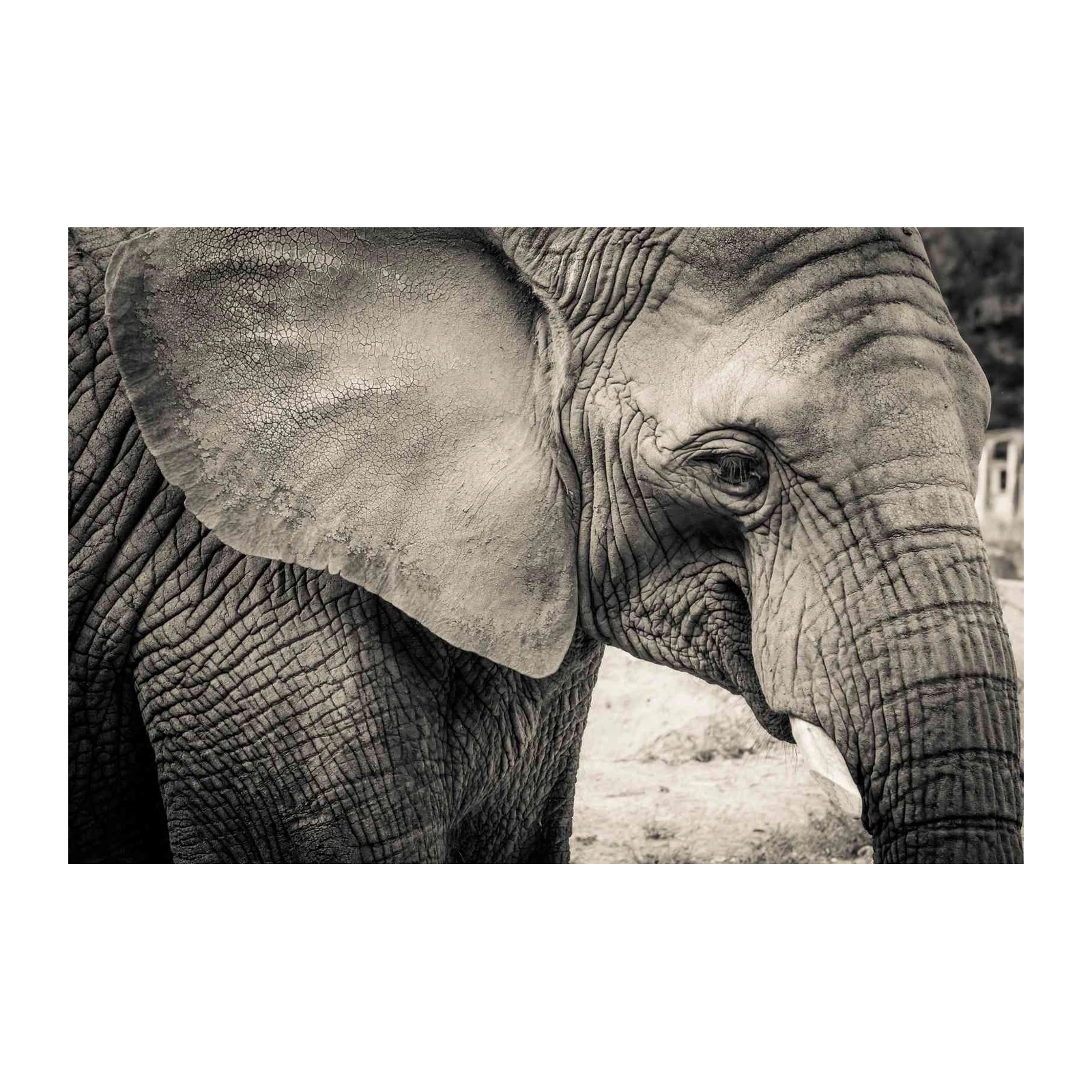 Majestic Elephant Portrait Wall Art