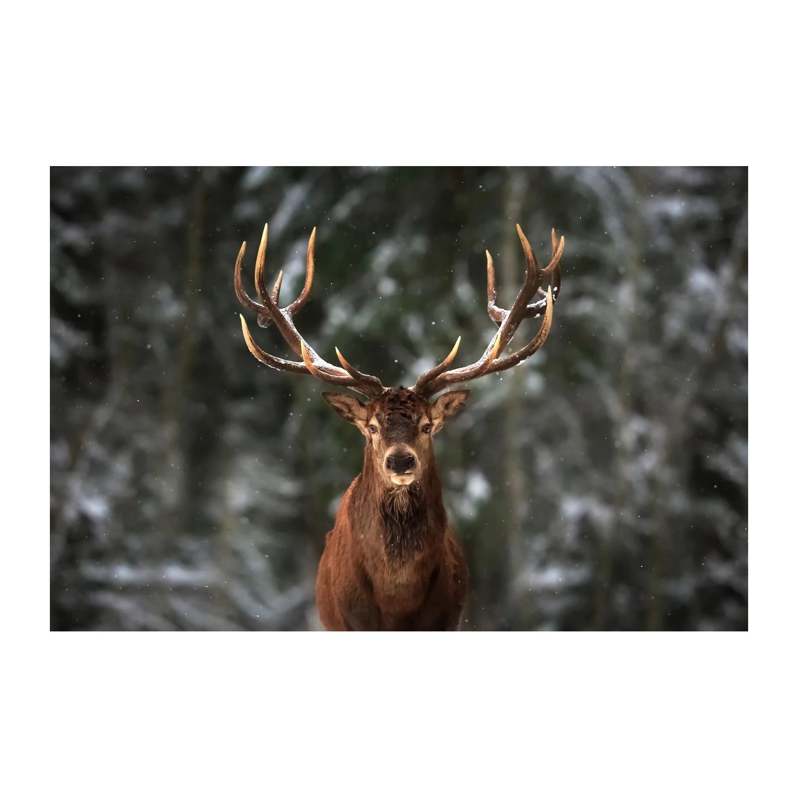 Majestic Stag Winter Wildlife Wall Art