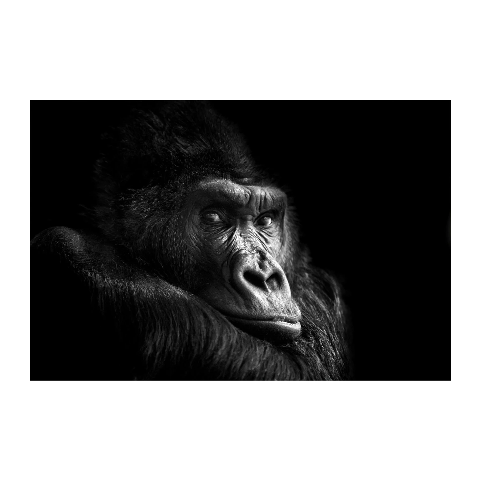 Majestic Gorilla Portrait B&W Wall Art