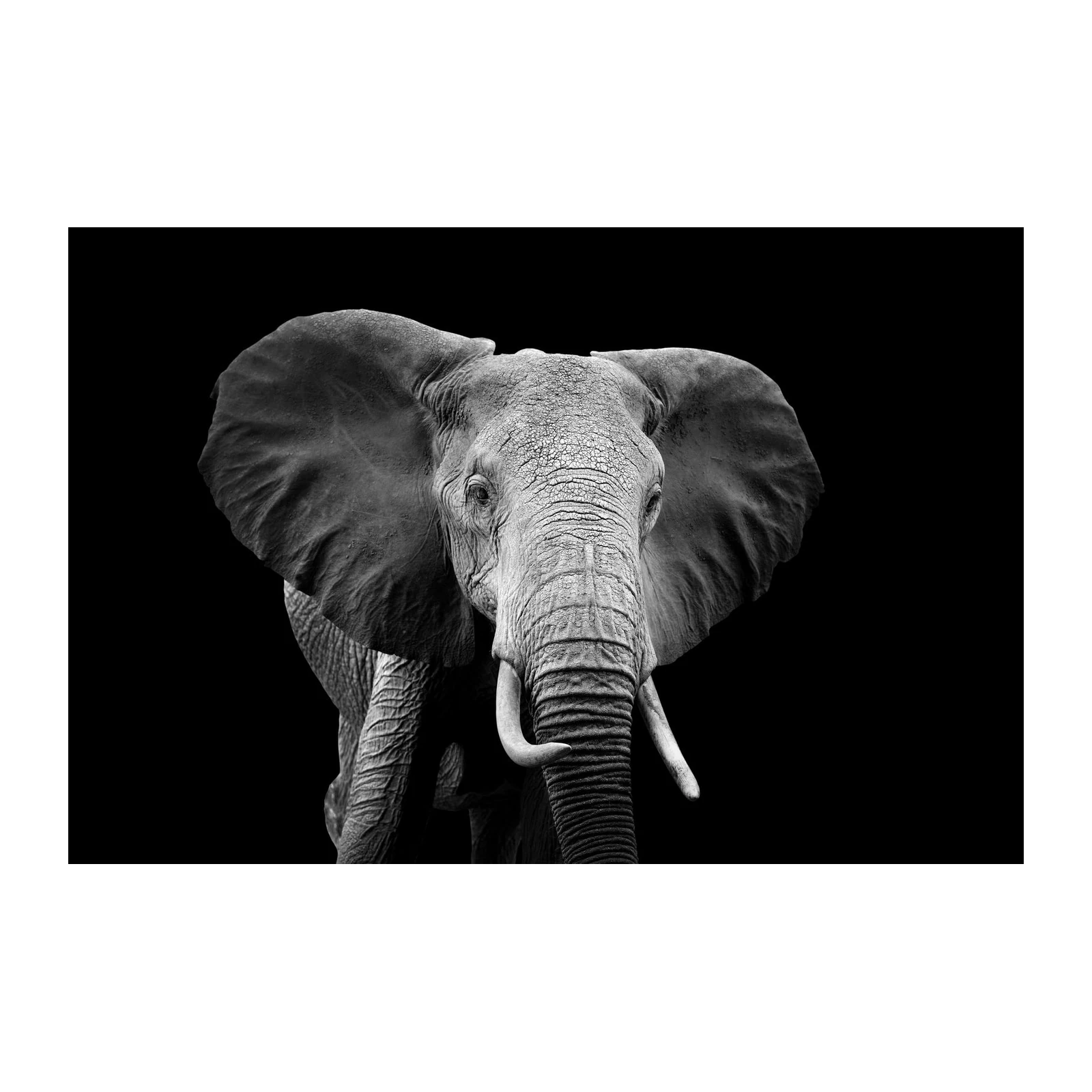 Majestic Elephant BW Portrait Wall Art