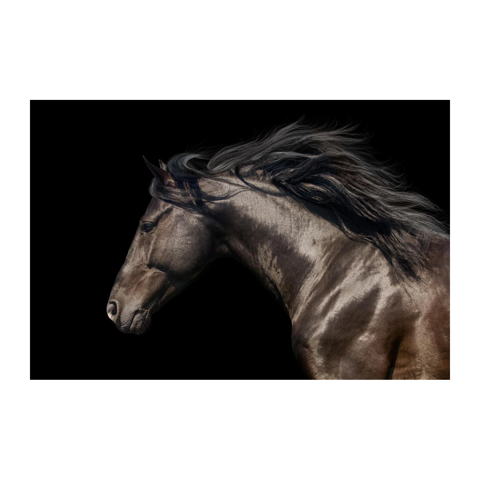 Majestic Black Stallion Horse Wall Art
