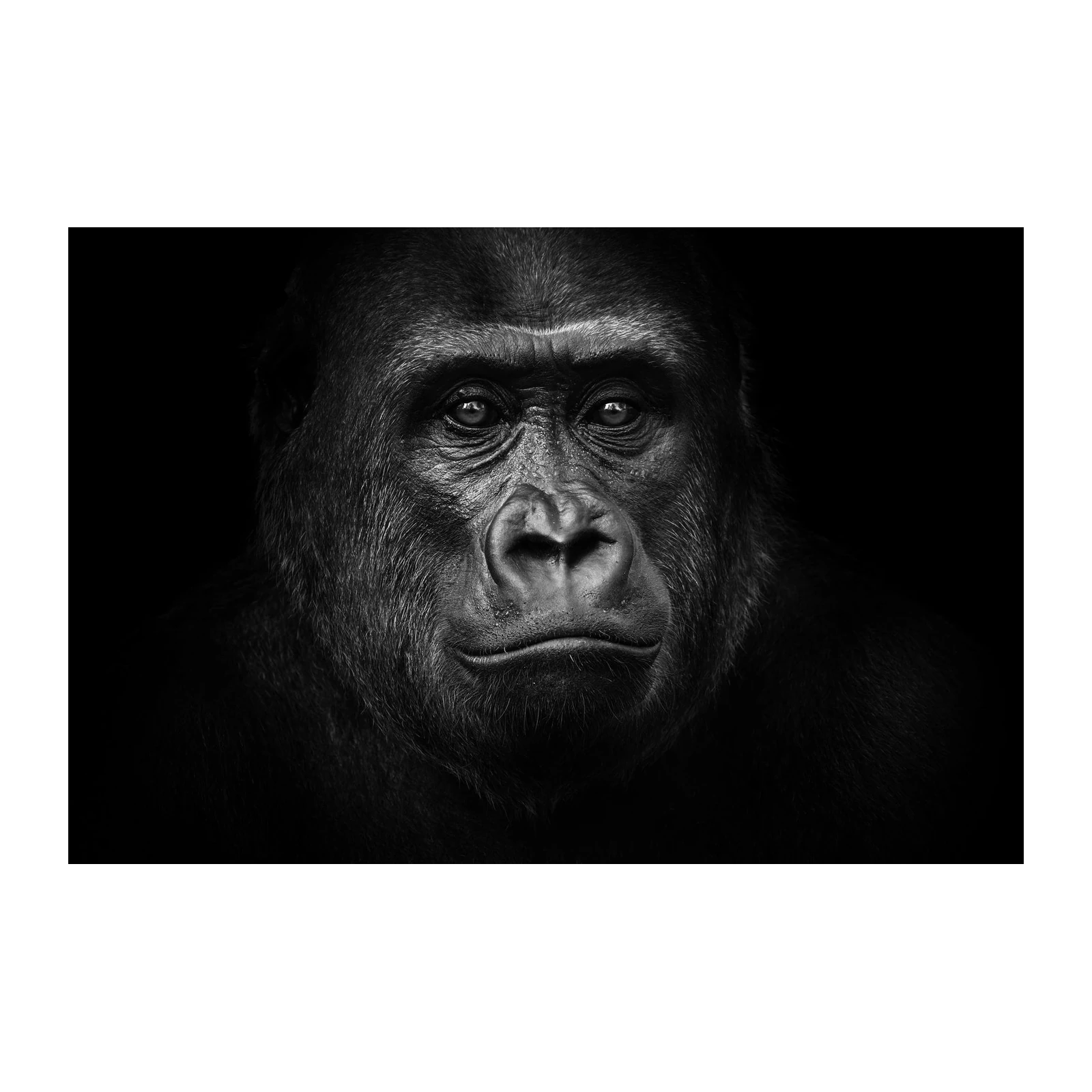 Intense Gorilla Portrait Wall Art Wall Art