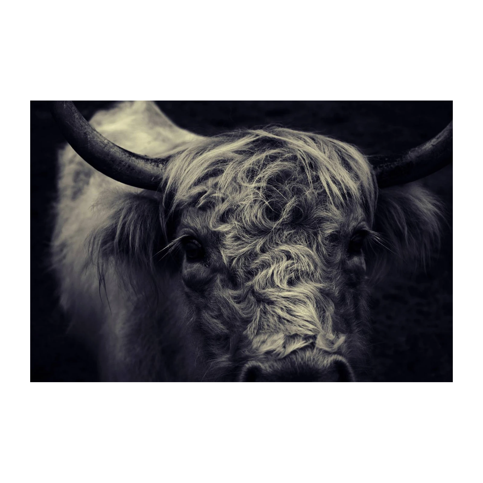 Majestic Highland Cow Portrait Wall Art