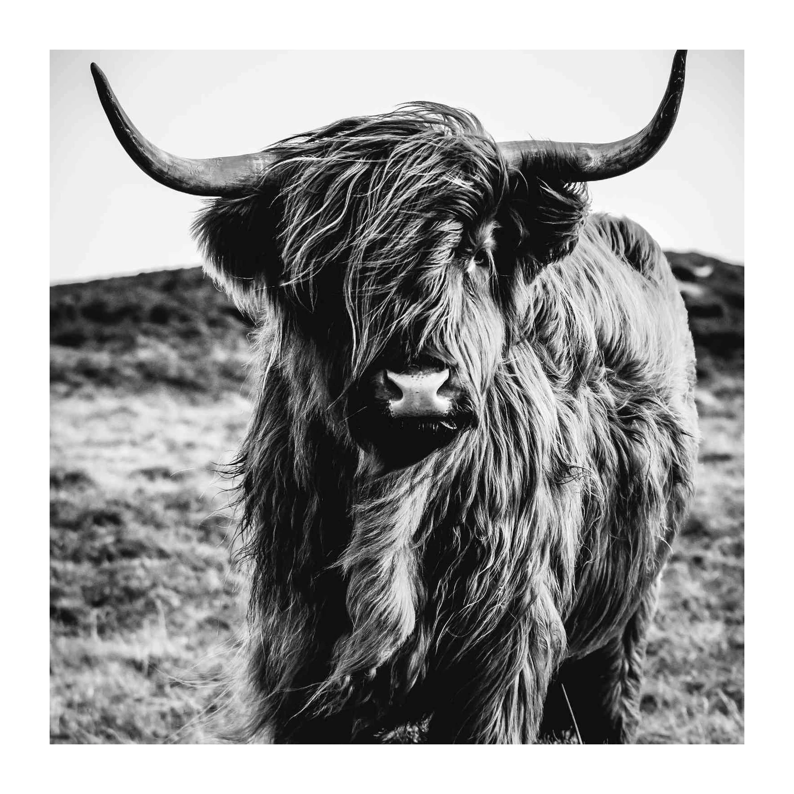 Majestic Highland Cow Black and White Wall Art