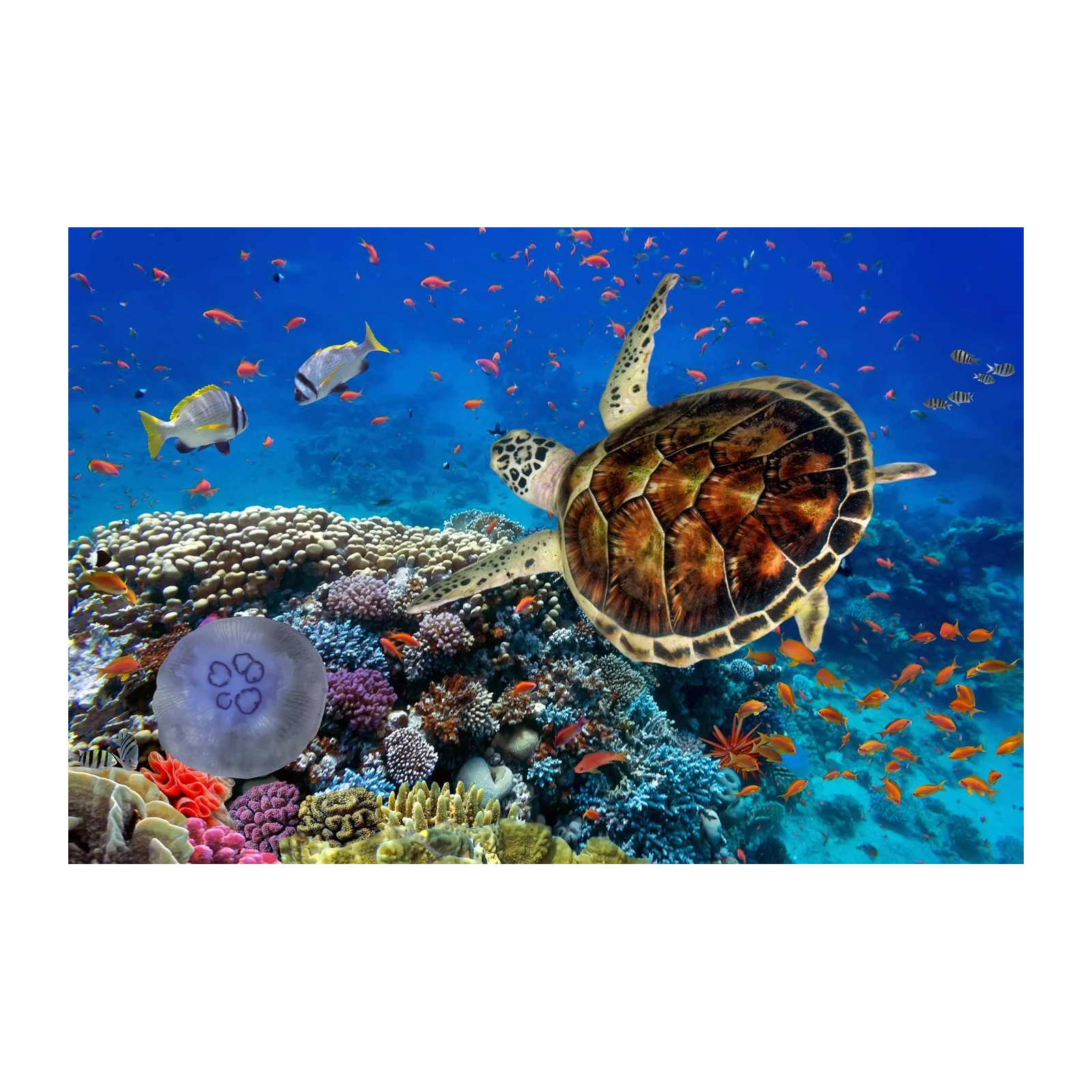 Majestic Sea Turtle & Coral Reef Wall Art