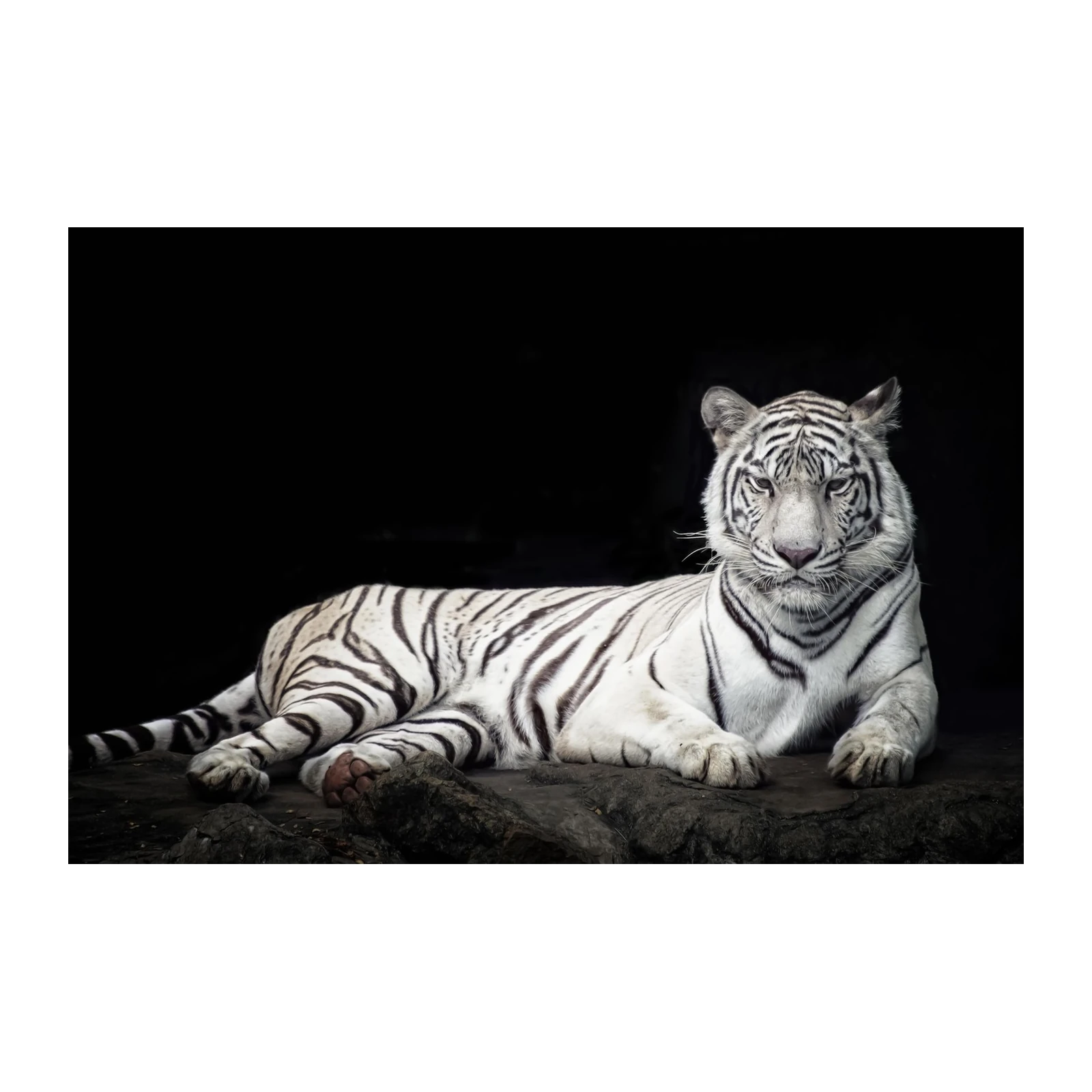 Majestic White Tiger Lying Down Wall Art
