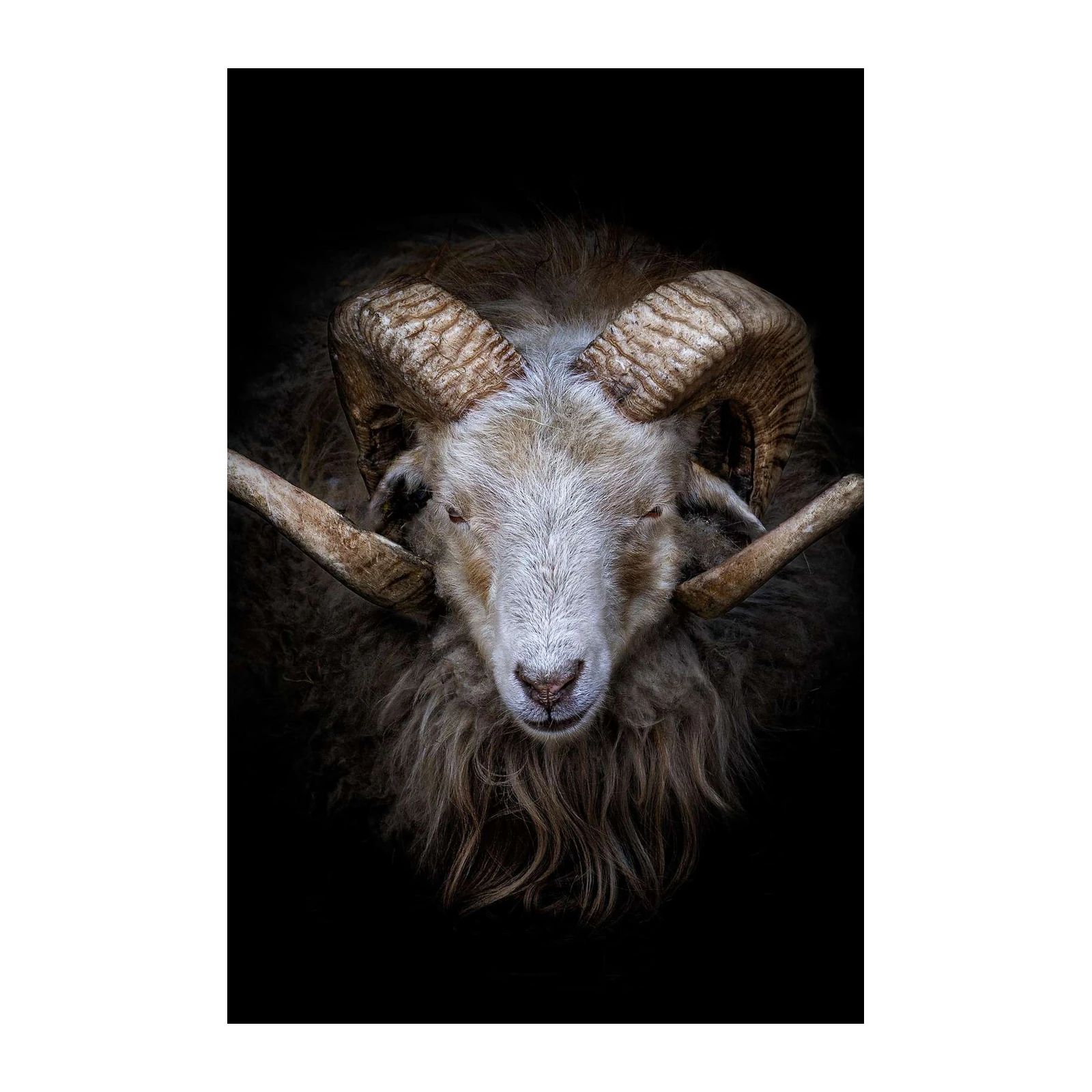Majestic Ram Portrait Wildlife Wall Art