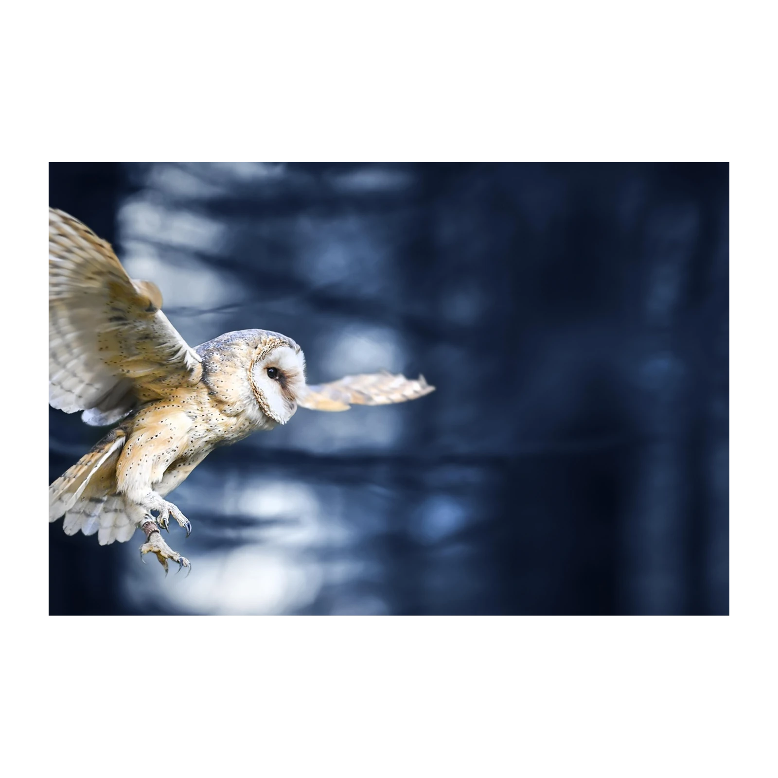 Majestic Barn Owl Flight Wall Art