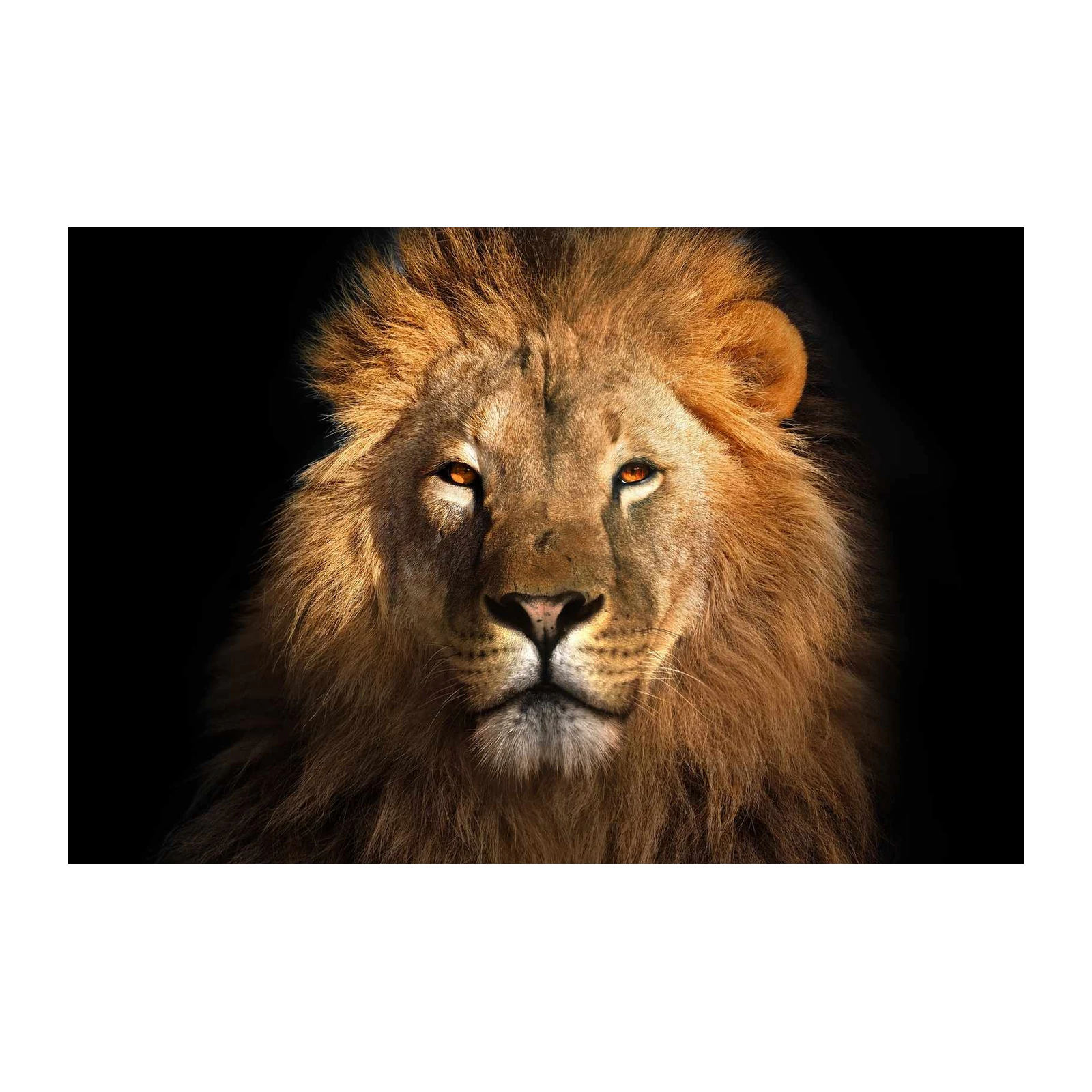 Majestic Lion Fierce Gaze Wall Art