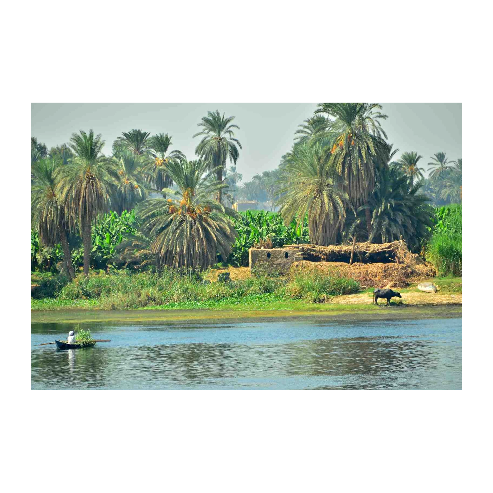 Nile River Oasis Palm Trees & Buffalo Wall Art