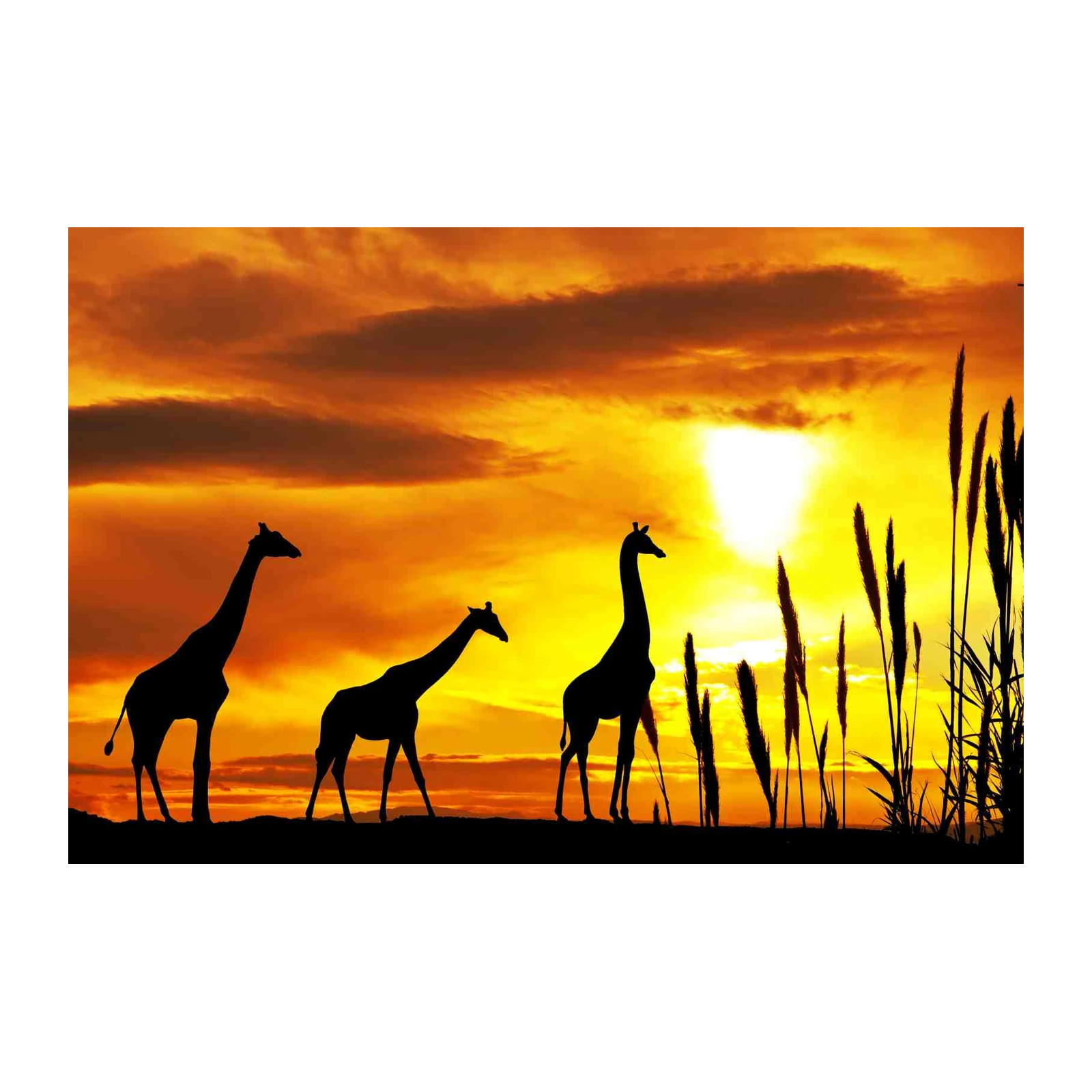 African Sunset Giraffe Silhouette Wall Art