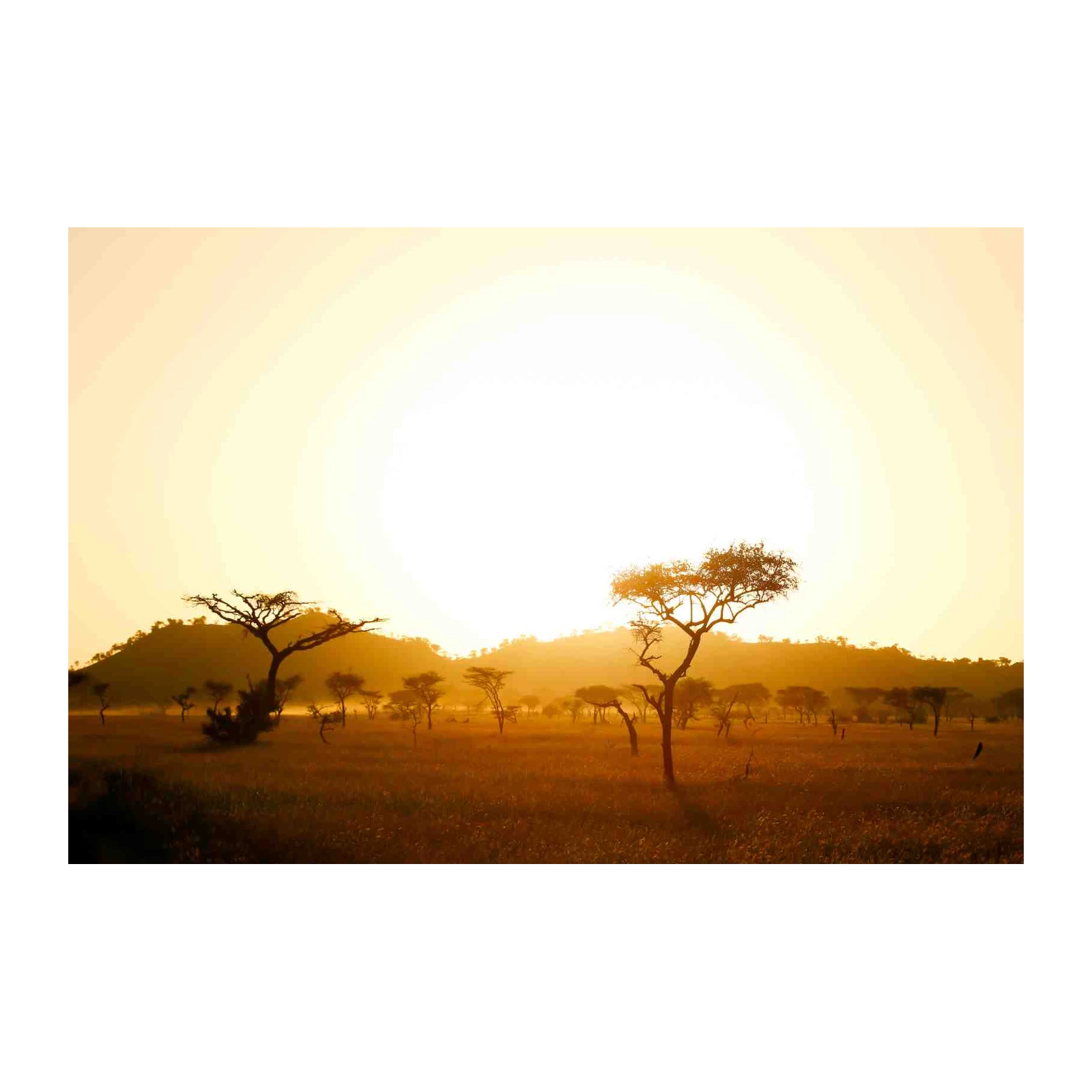 African Savannah Sunrise Tree Wall Art