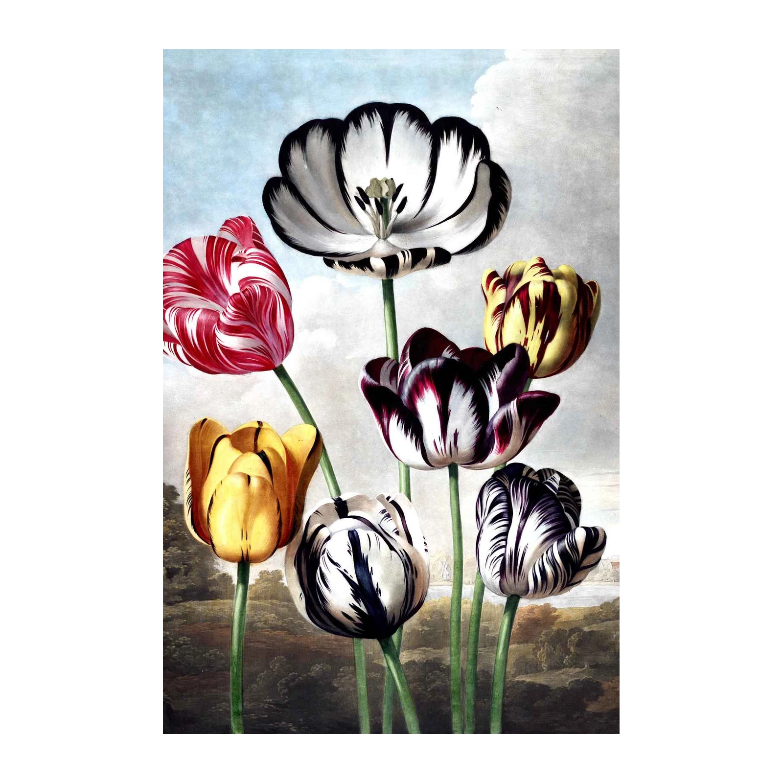 Vintage Botanical Tulip Art Wall Art