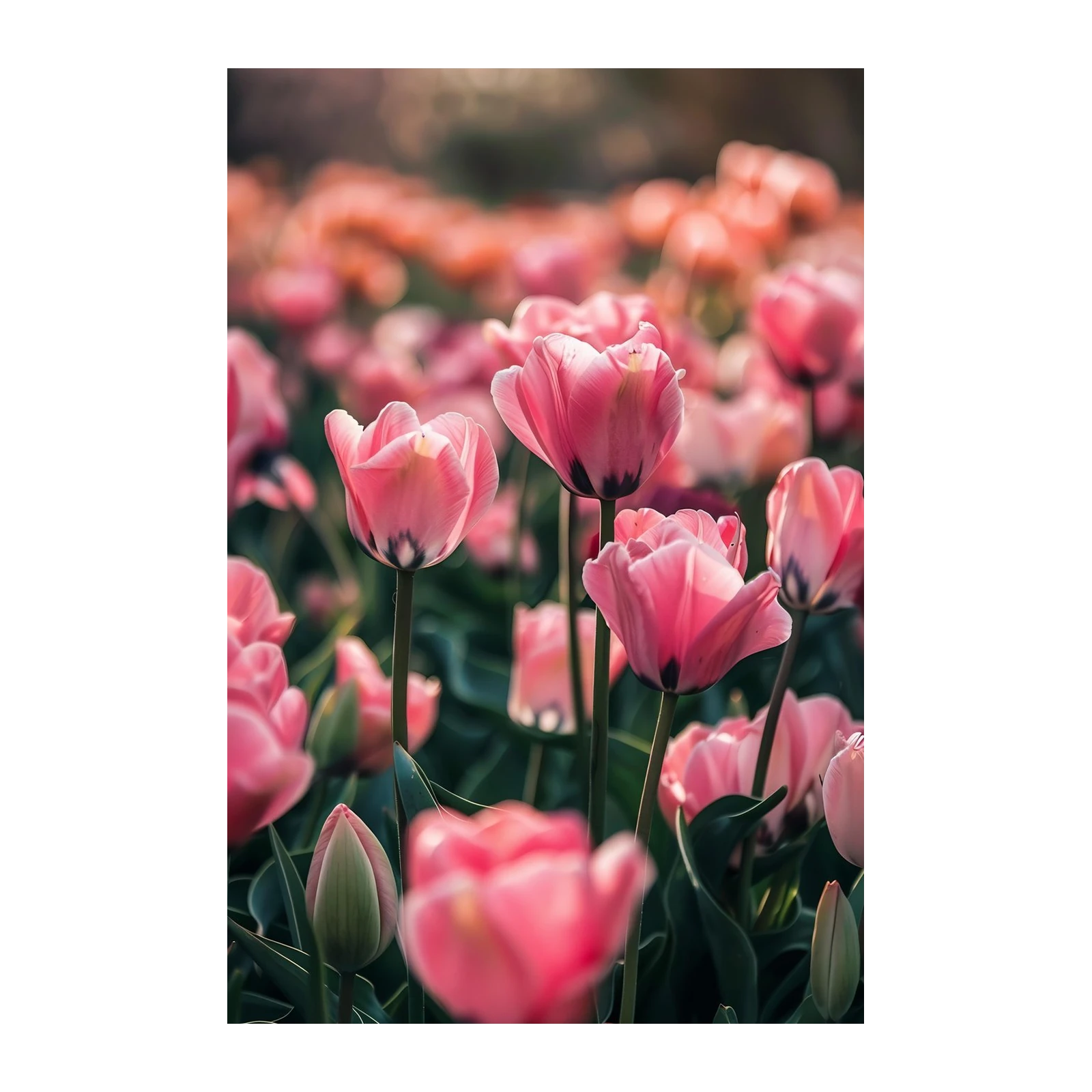 Serene Pink Tulips Garden Wall Art