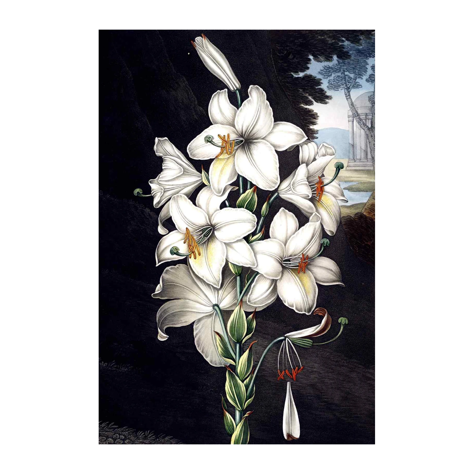 Elegant White Lily Botanical Art Wall Art