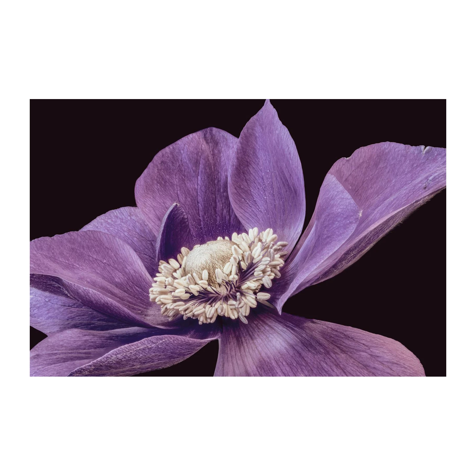Elegant Purple Anemone Flower Wall Art