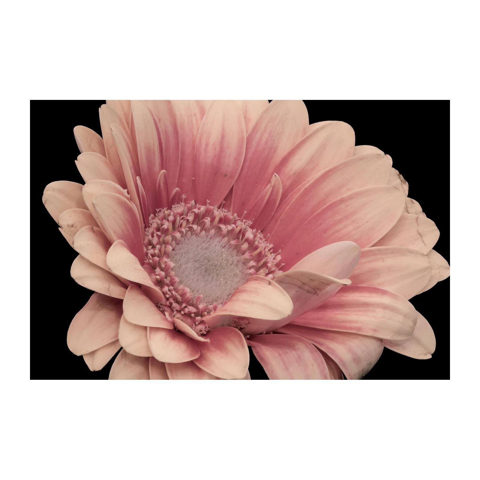 Soft Pink Gerbera Daisy Close-Up Wall Art