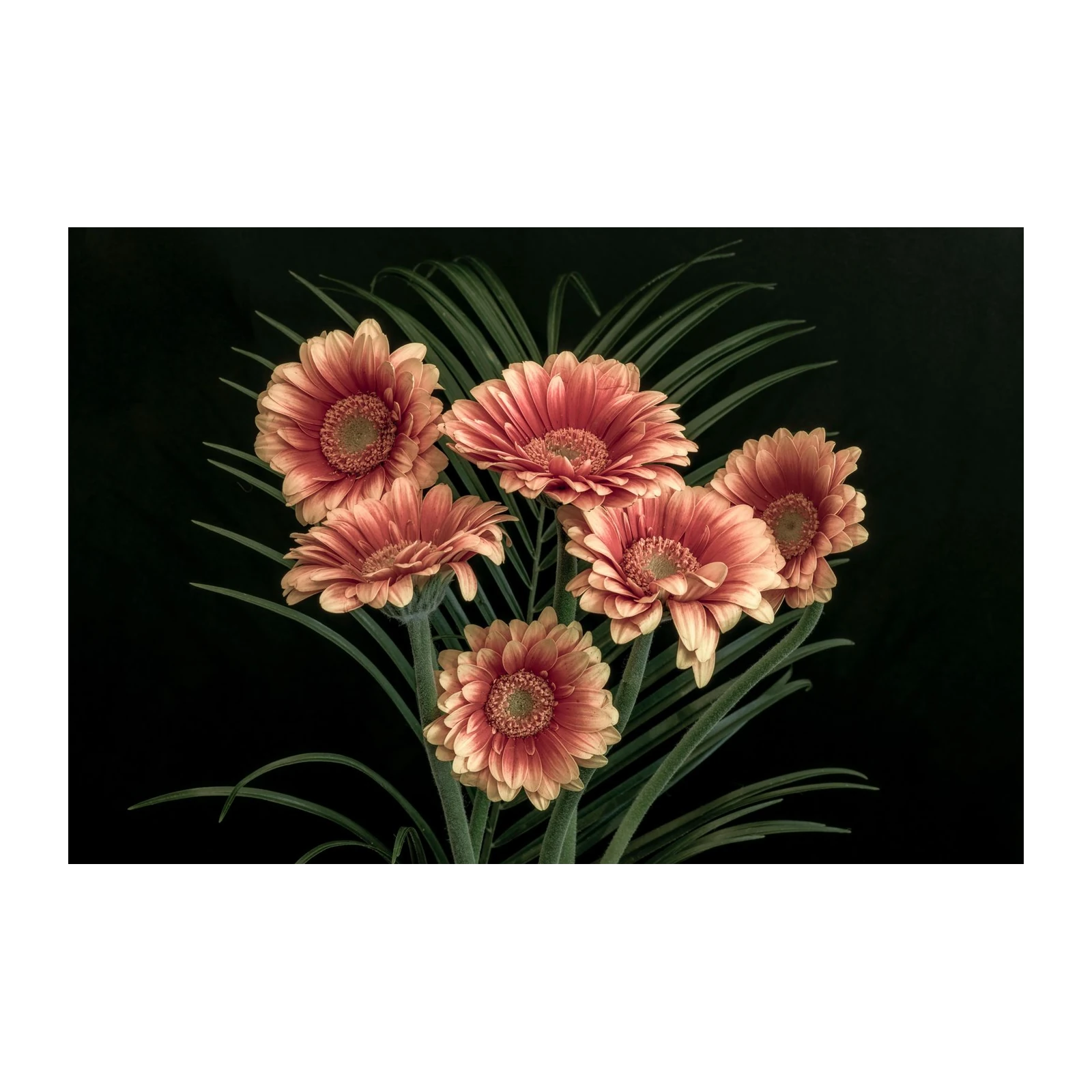 Coral Gerbera Daisy Botanical Wall Art