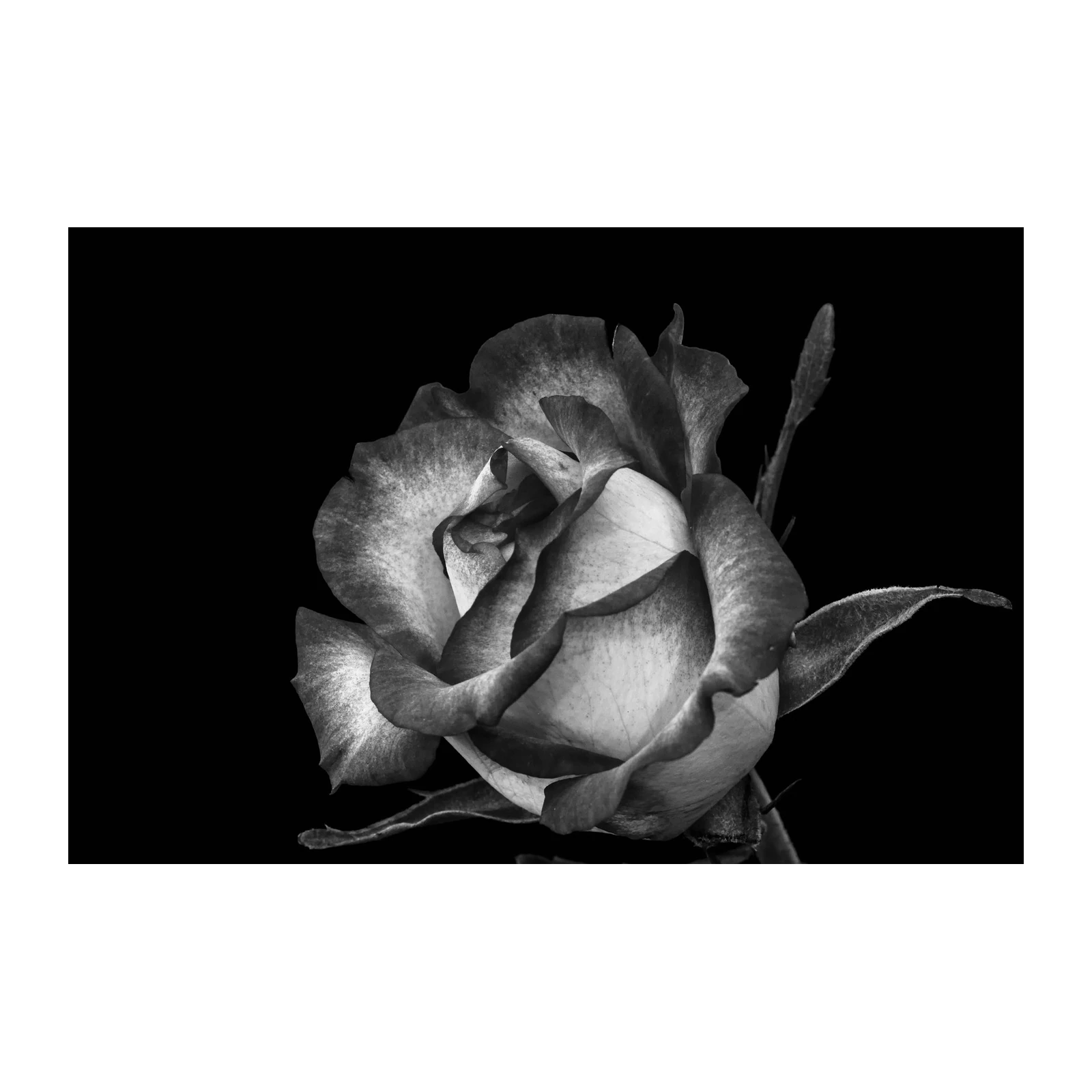 Elegant Rose Macro Black and White Wall Art