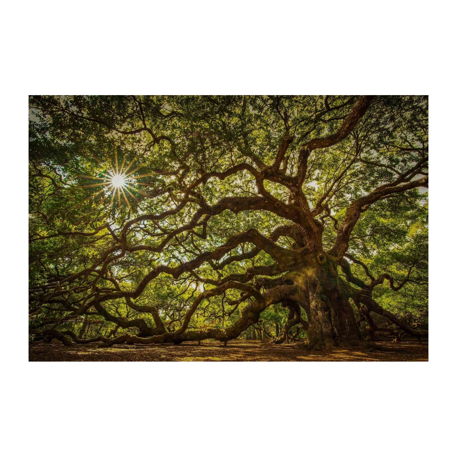 Majestic Oak Tree Sunburst Wall Art