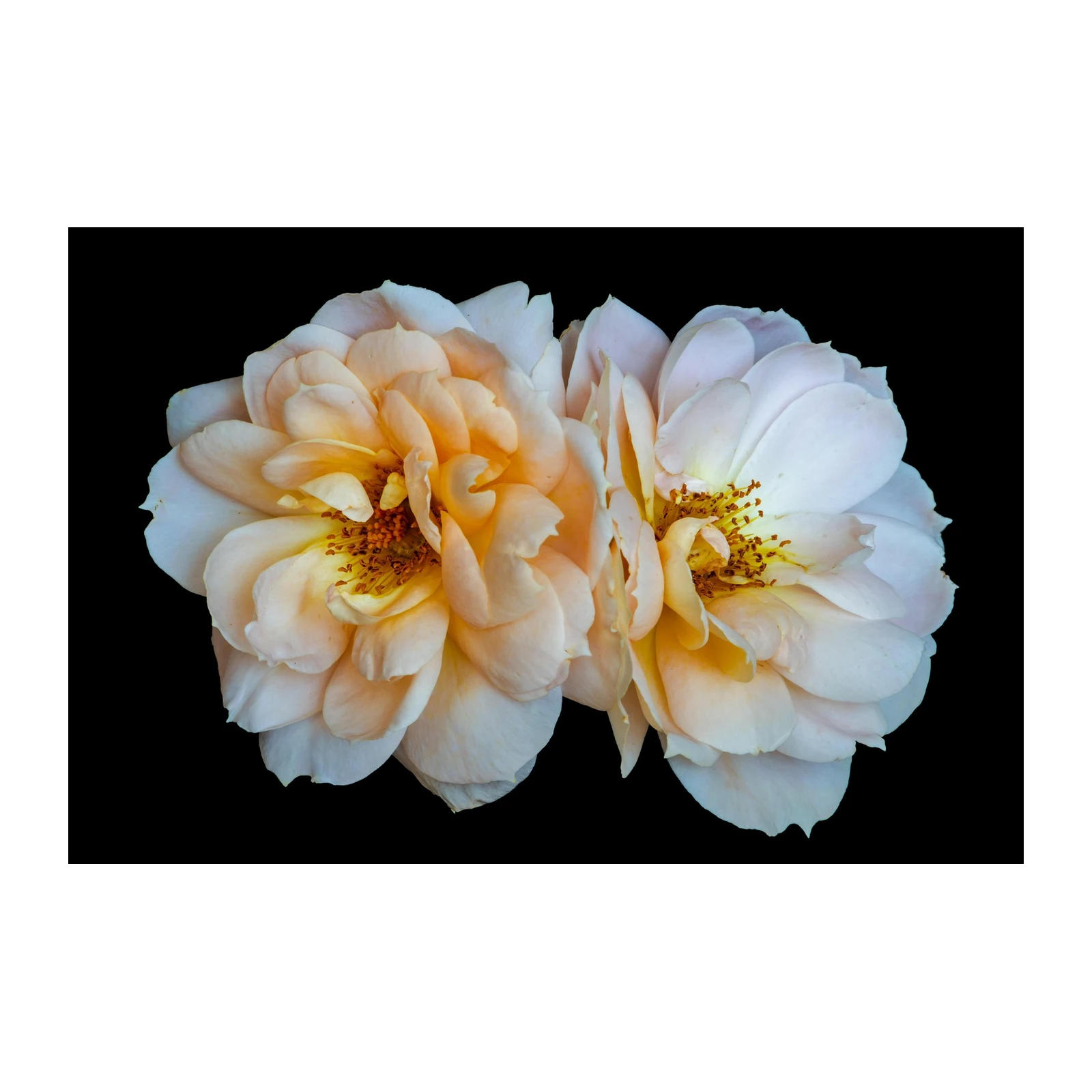 Delicate Peach Rose Duo Wall Art