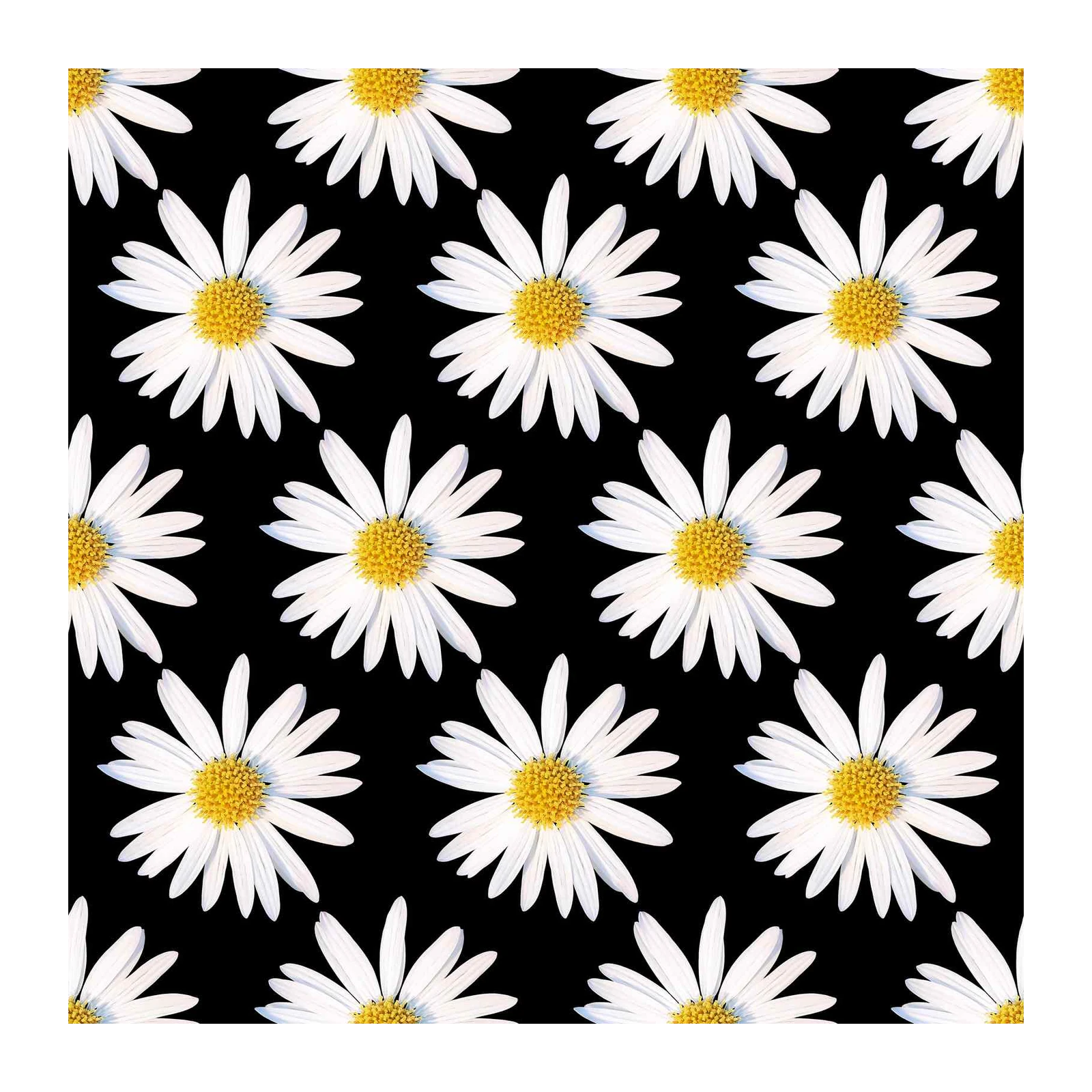 White Daisy Black Background Wall Art