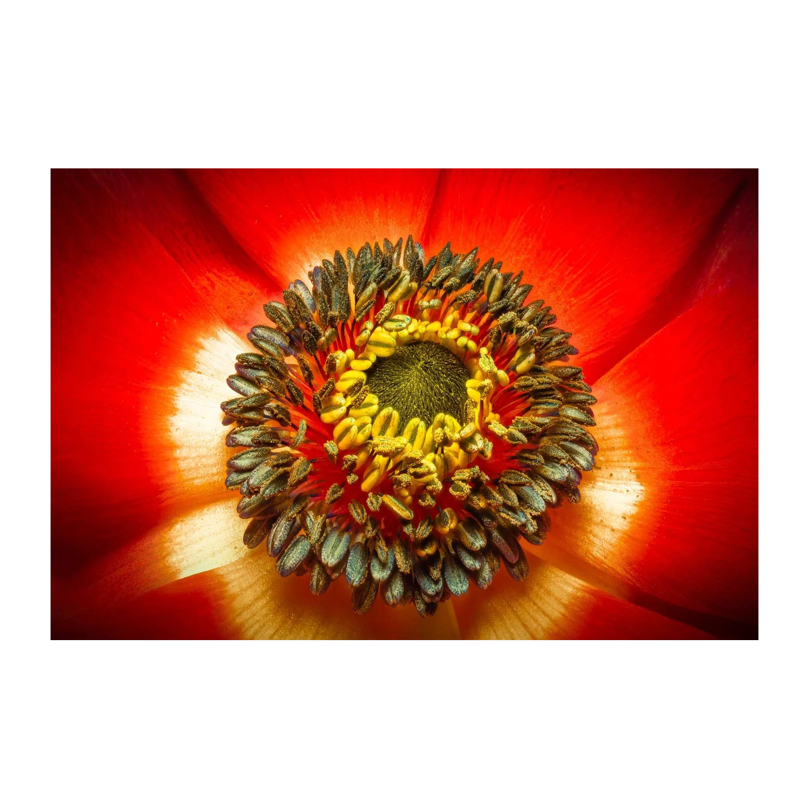 Vibrant Red Flower Macro Wall Art