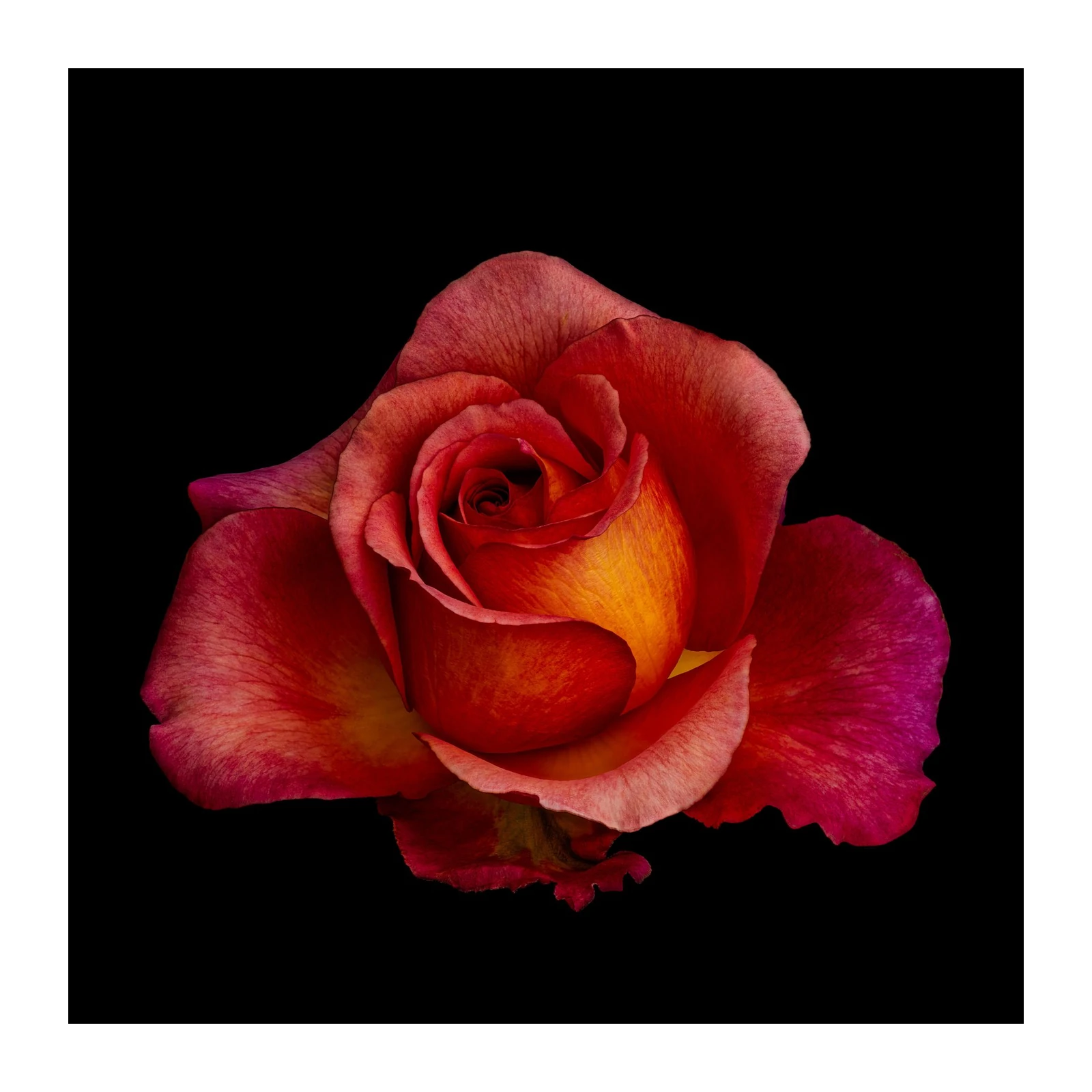 Fiery Red Rose Close-Up Wall Art