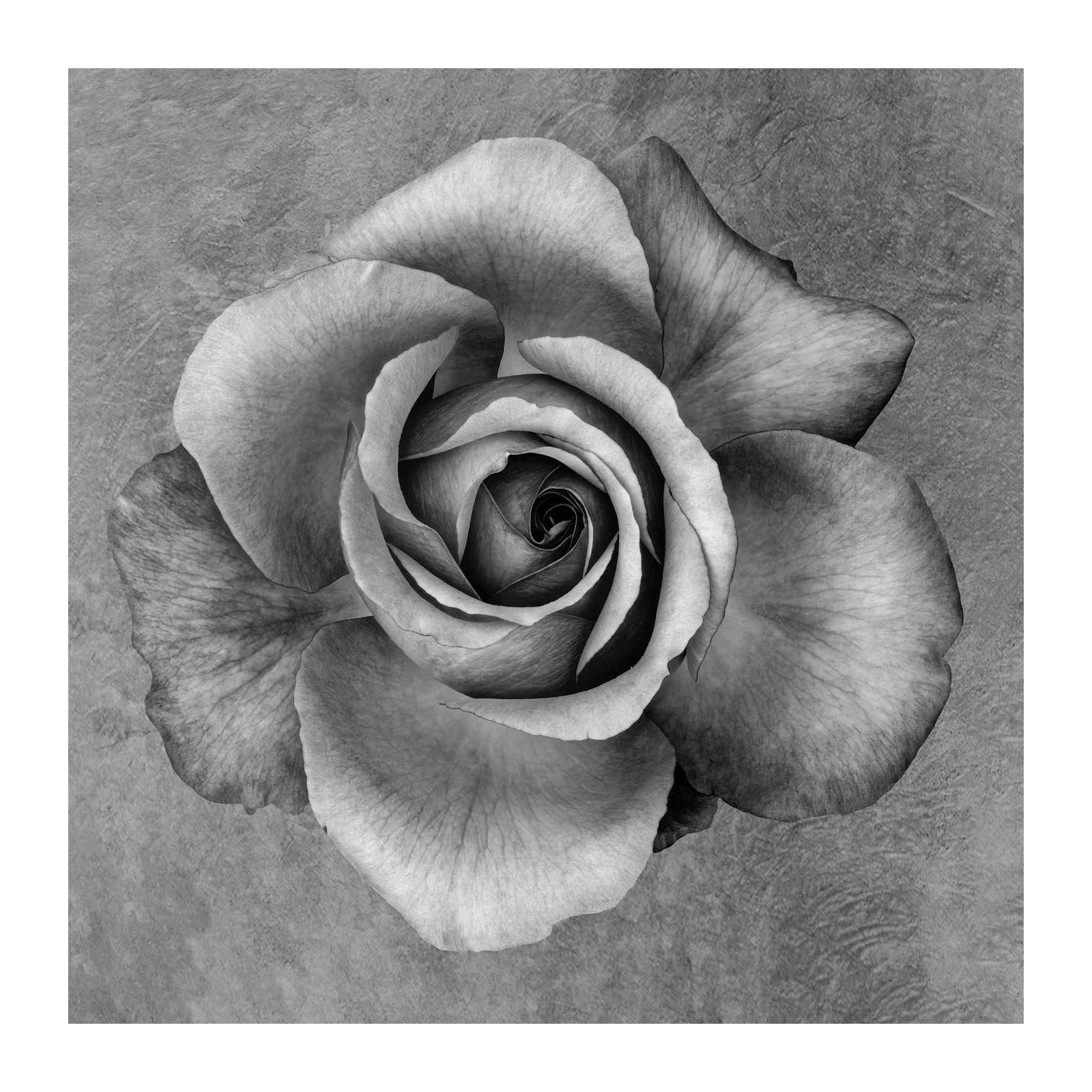 Elegant Black & White Rose Wall Art - Modern Floral Art