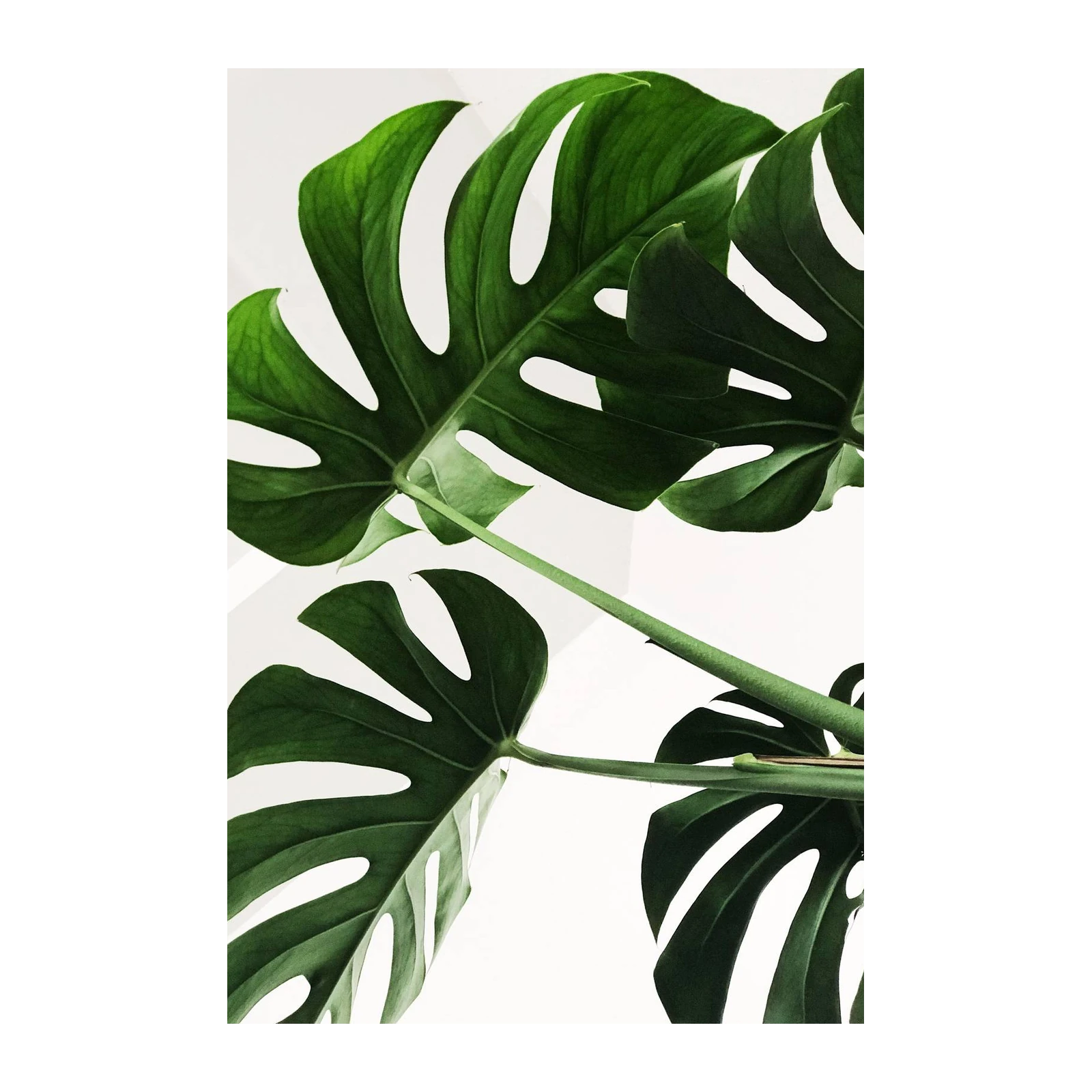 Tropical Monstera Leaf Art Wall Art