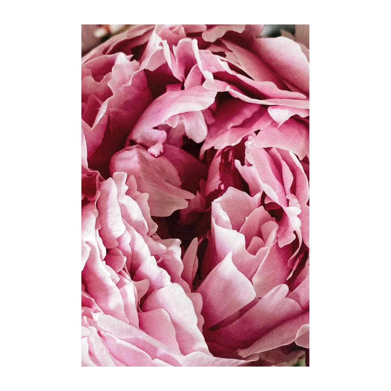 Elegant Pink Peony Close-Up Wall Art