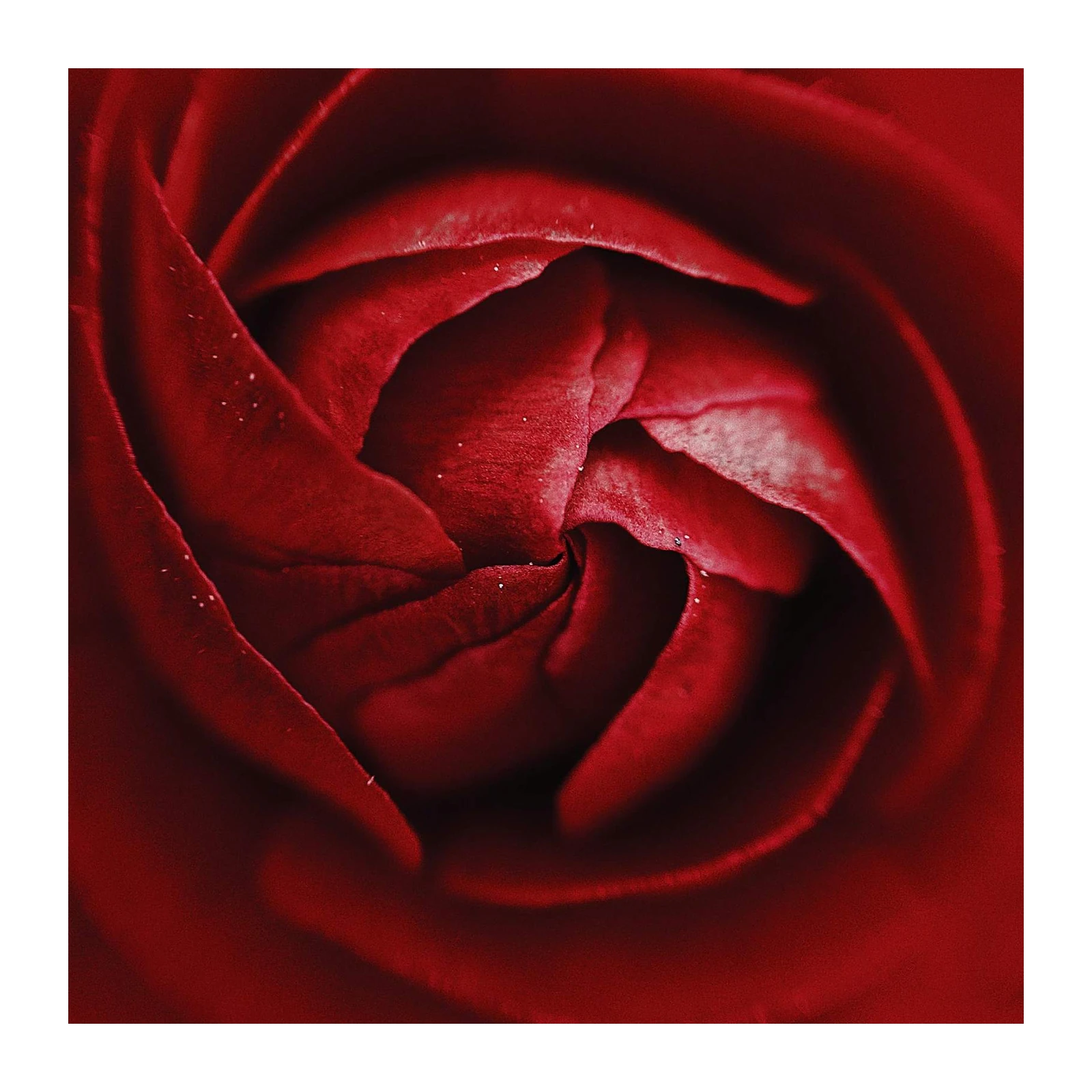 Elegant Red Rose Macro Close-Up Wall Art