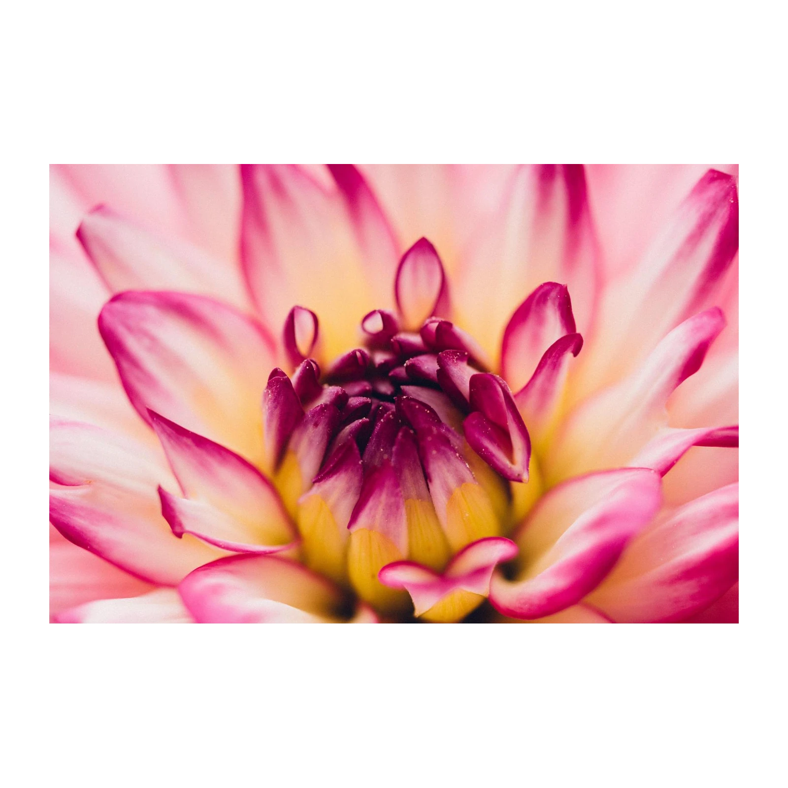 Vibrant Pink Dahlia Macro Wall Art