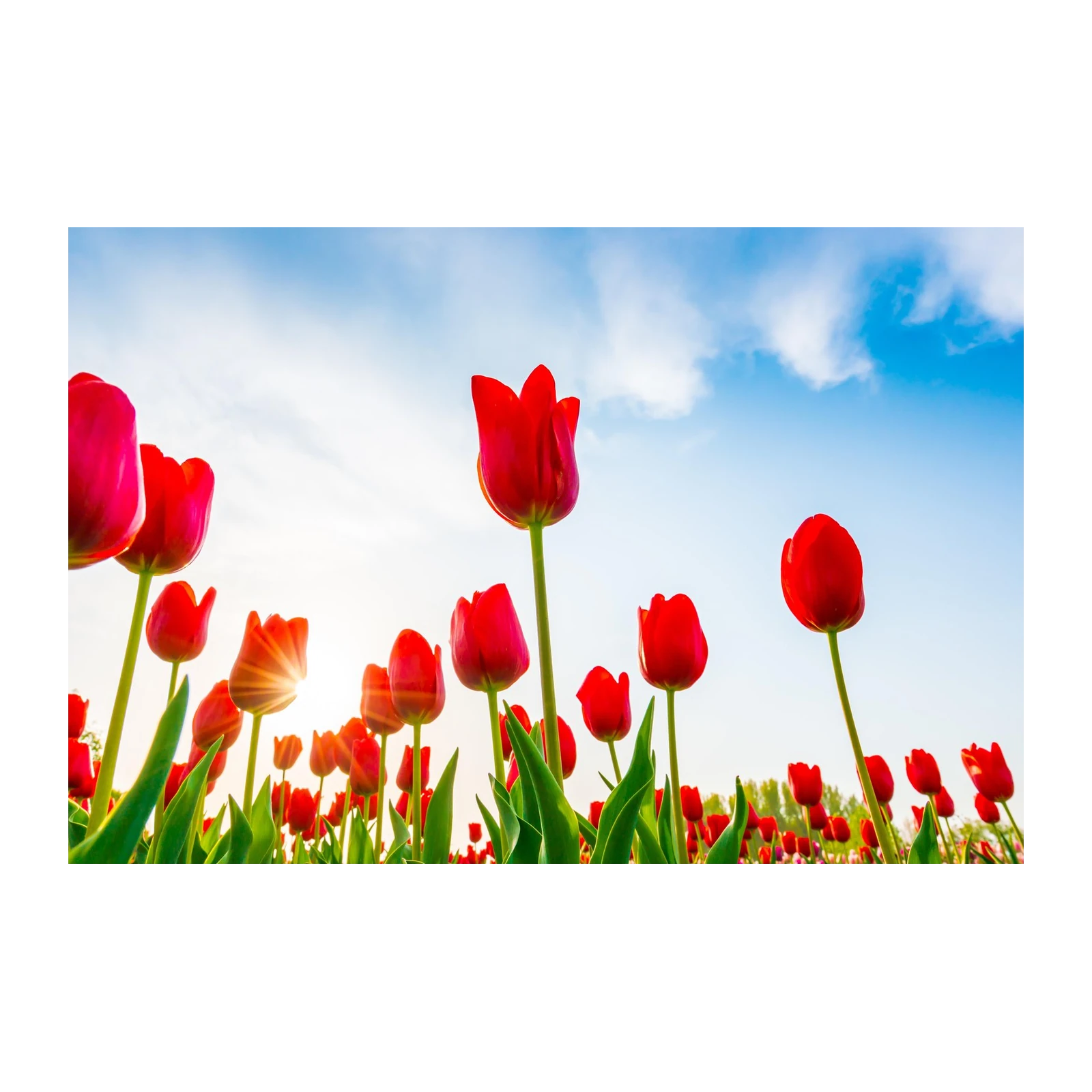 Vibrant Red Tulips Against Blue Sky Wall Art