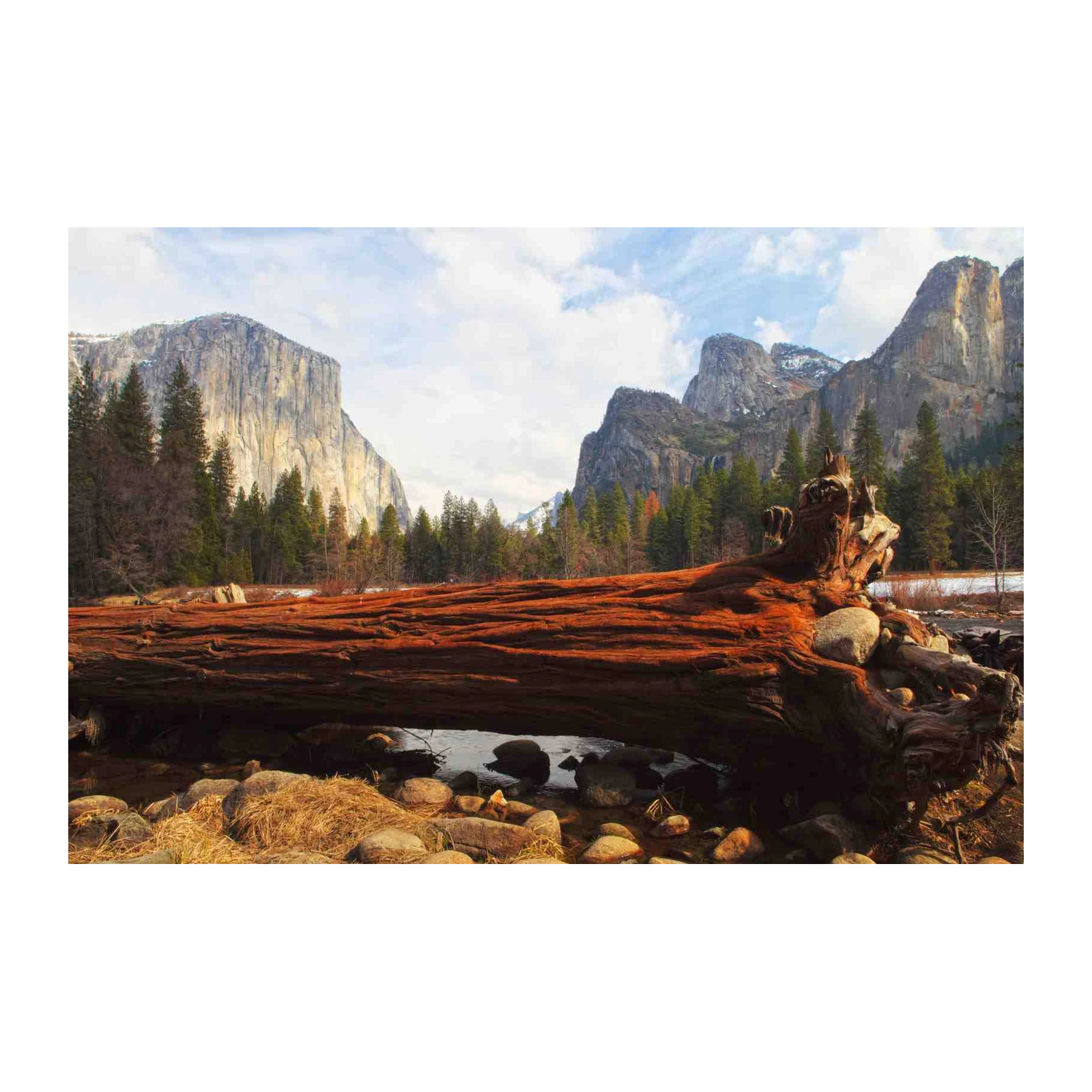 Majestic Yosemite Fallen Giant Wall Art