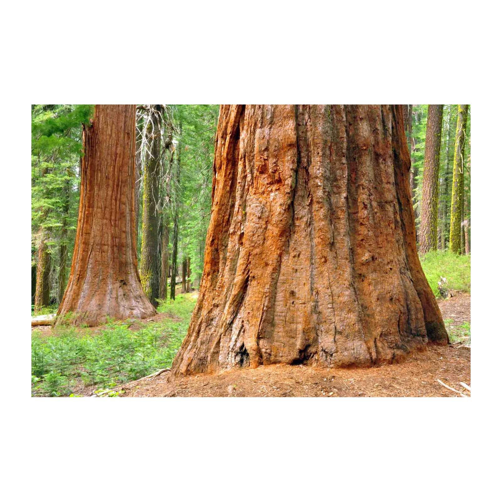 Giant Sequoia Forest Wall Art Wall Art