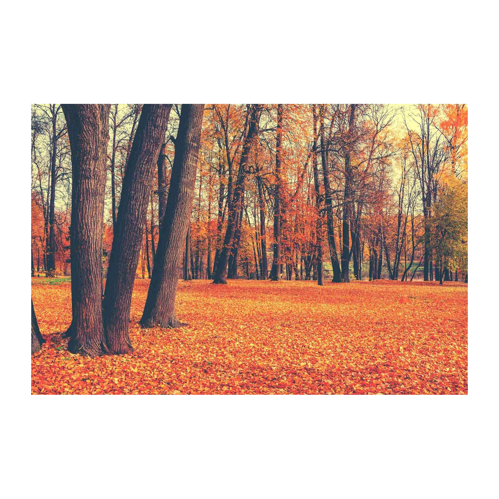 Autumn Forest Canopy Wall Art