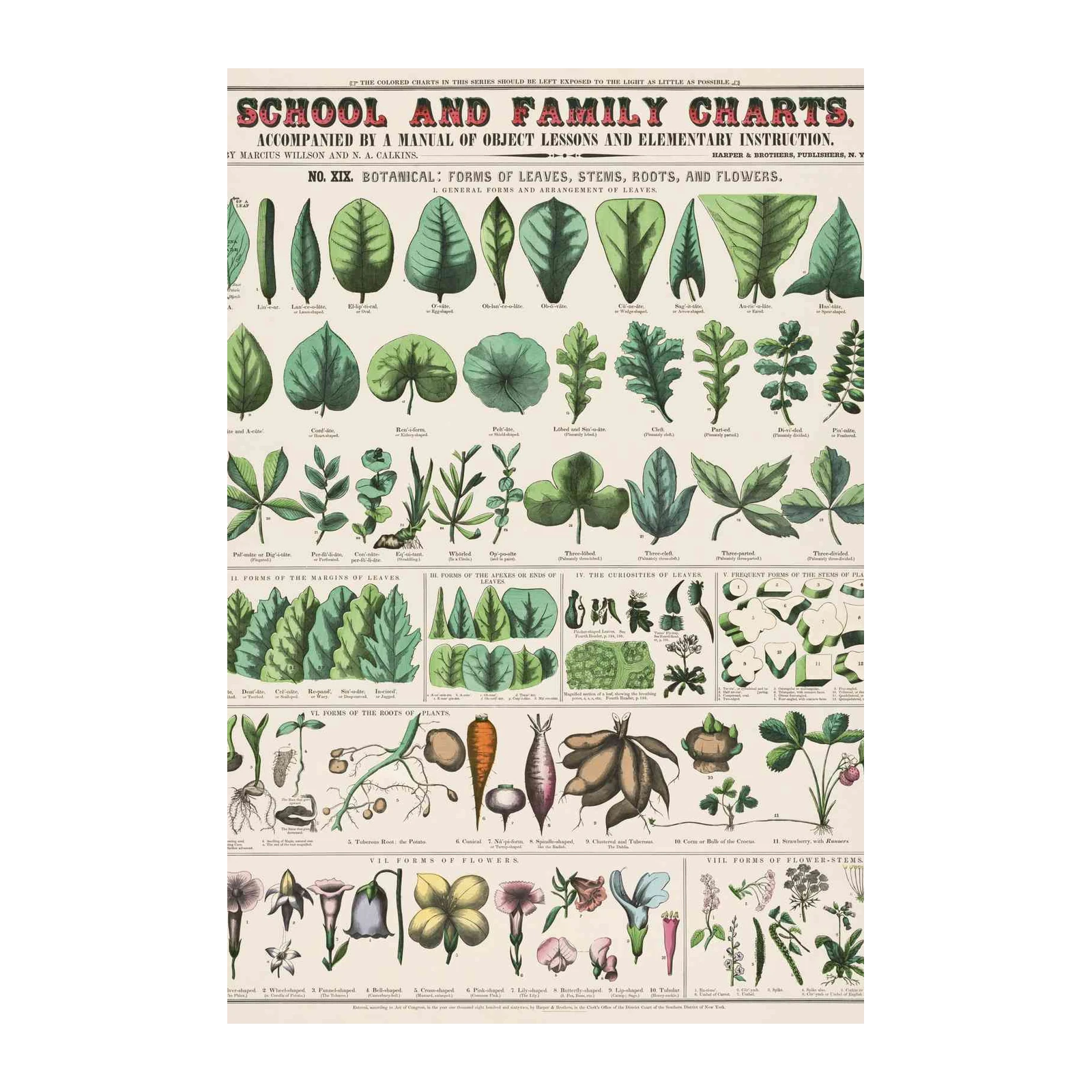Vintage Botanical Leaf & Flower Anatomy Wall Art