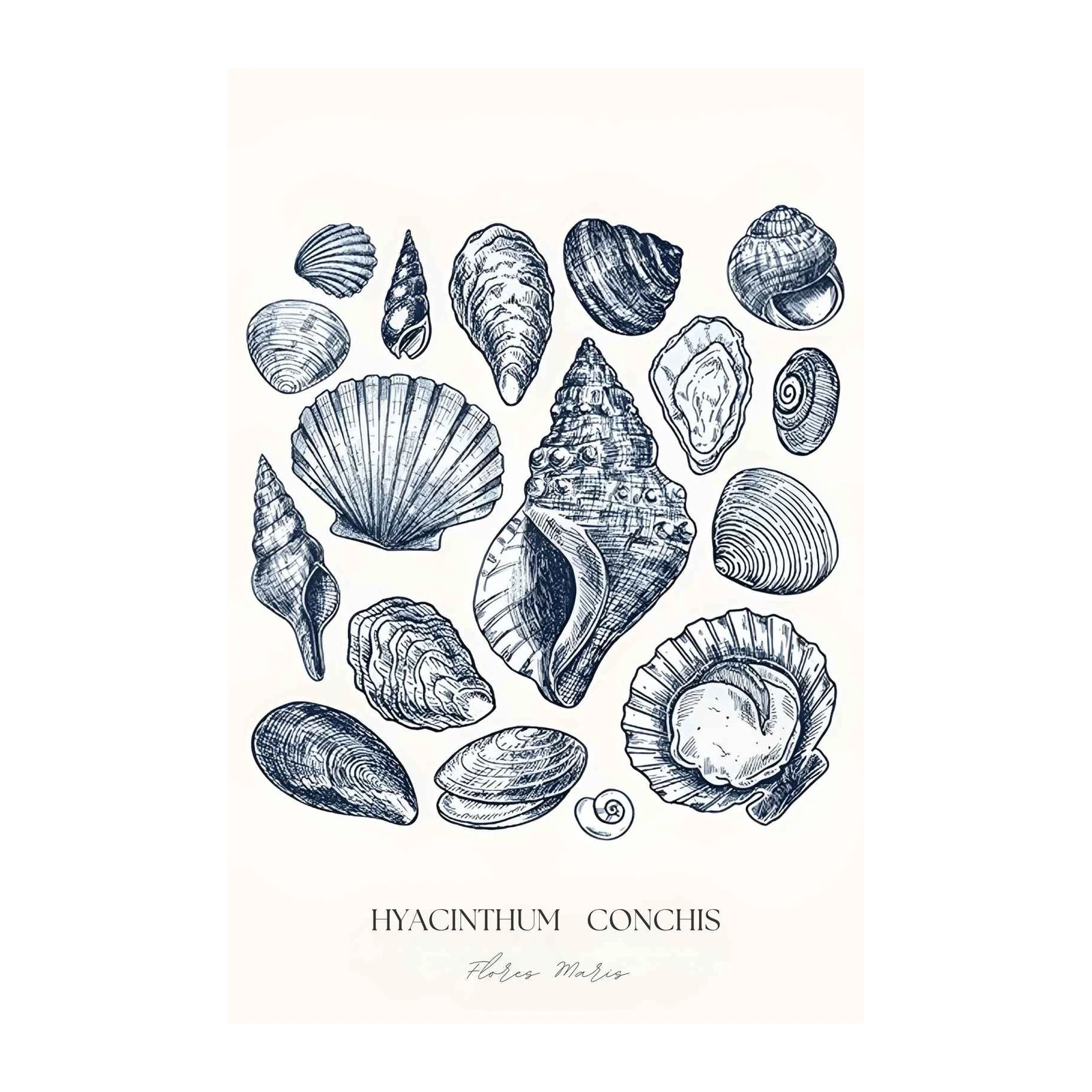 Seashell Sketch Botanical Wall Art