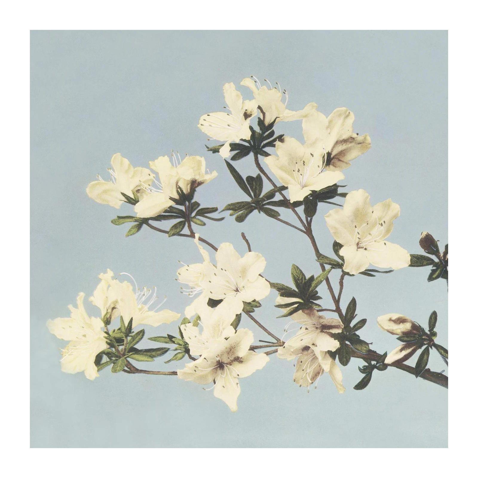 Delicate Cream Azaleas Botanical Wall Art