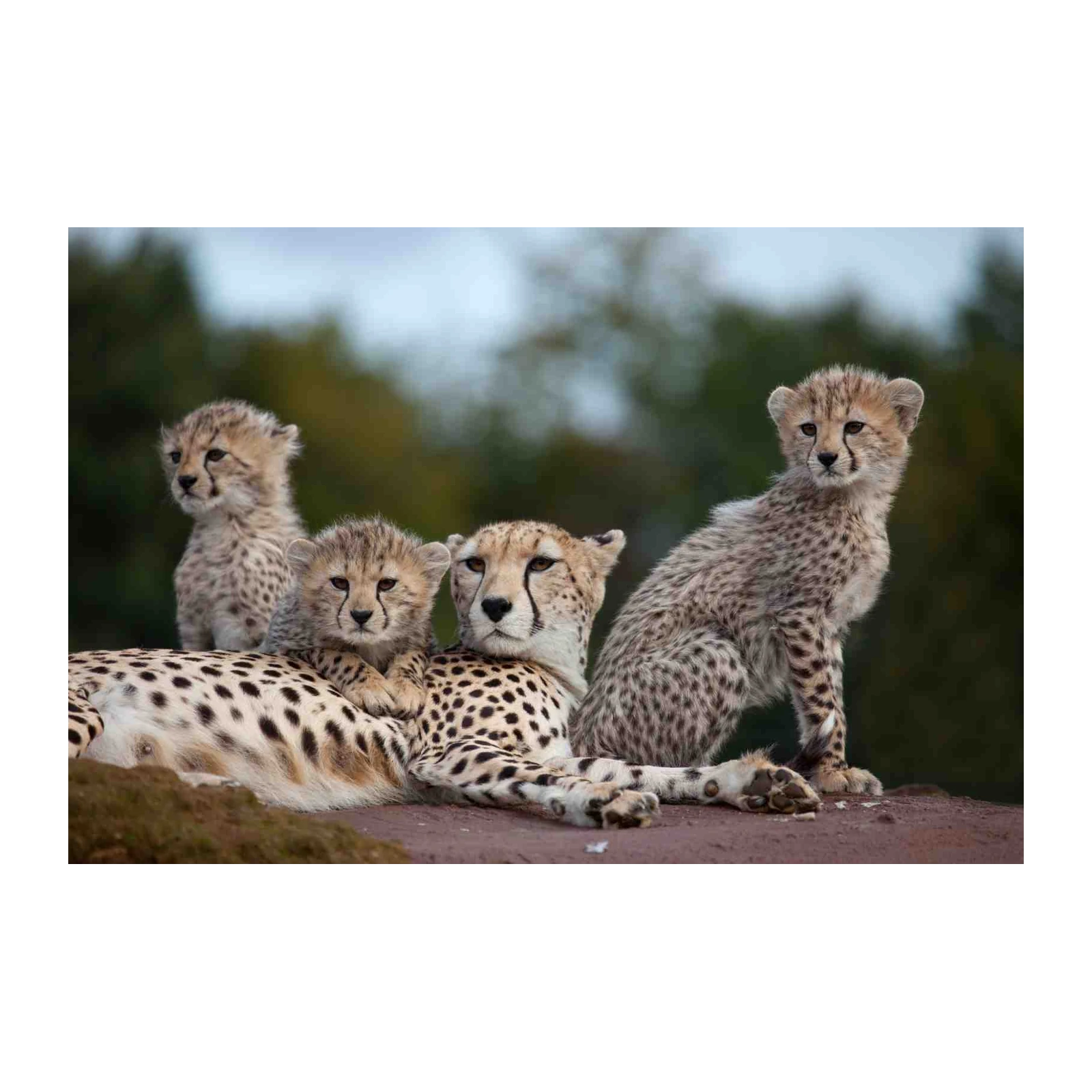 Majestic Cheetah Family Wall Art - Wild Animal Art