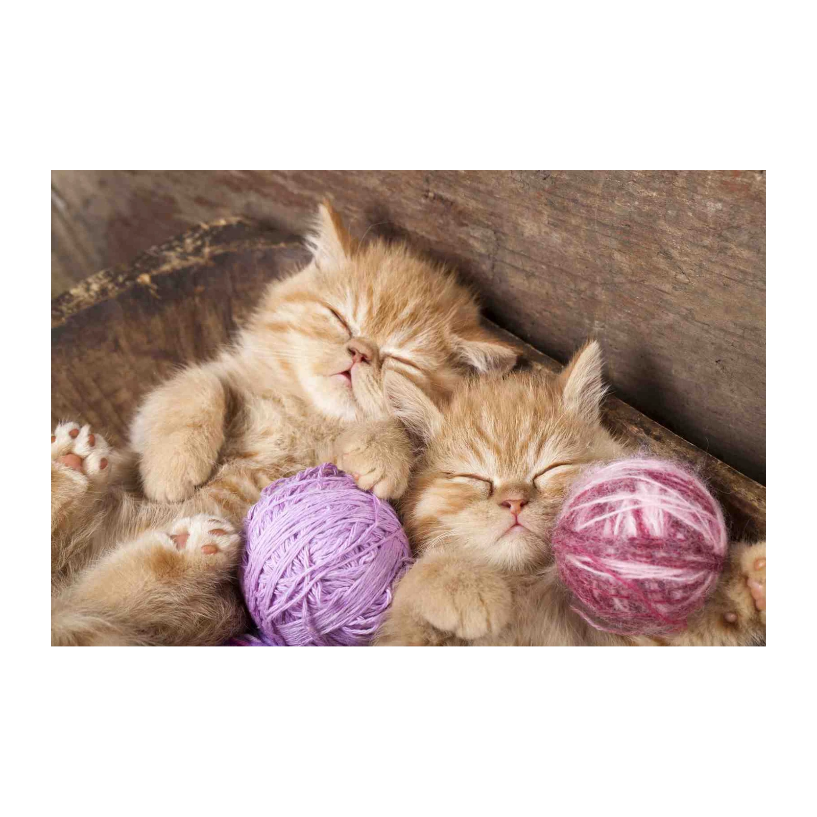 Adorable Sleeping Kittens with Yarn Wall Art
