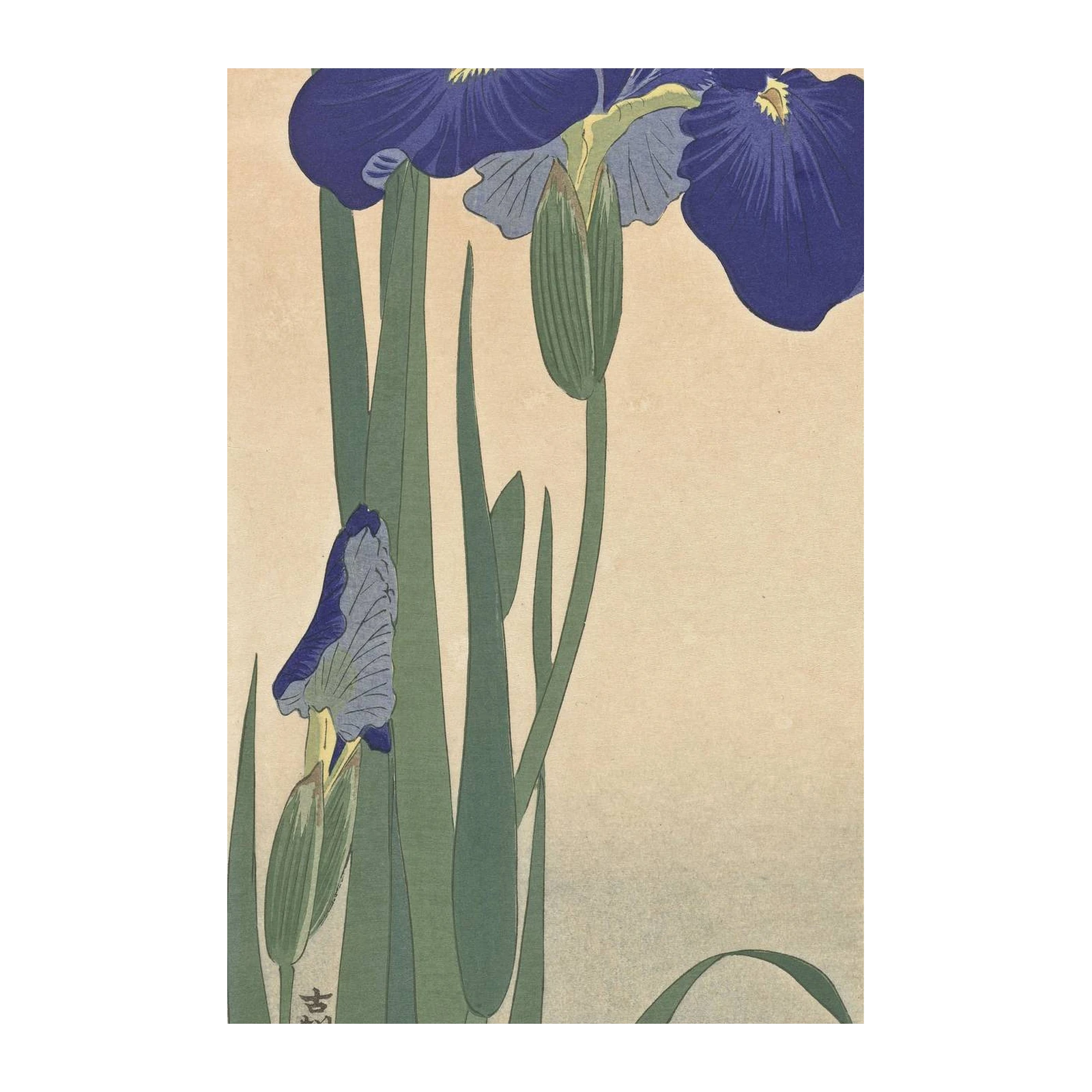 Vibrant Purple Iris Floral Japanese Art Wall Art