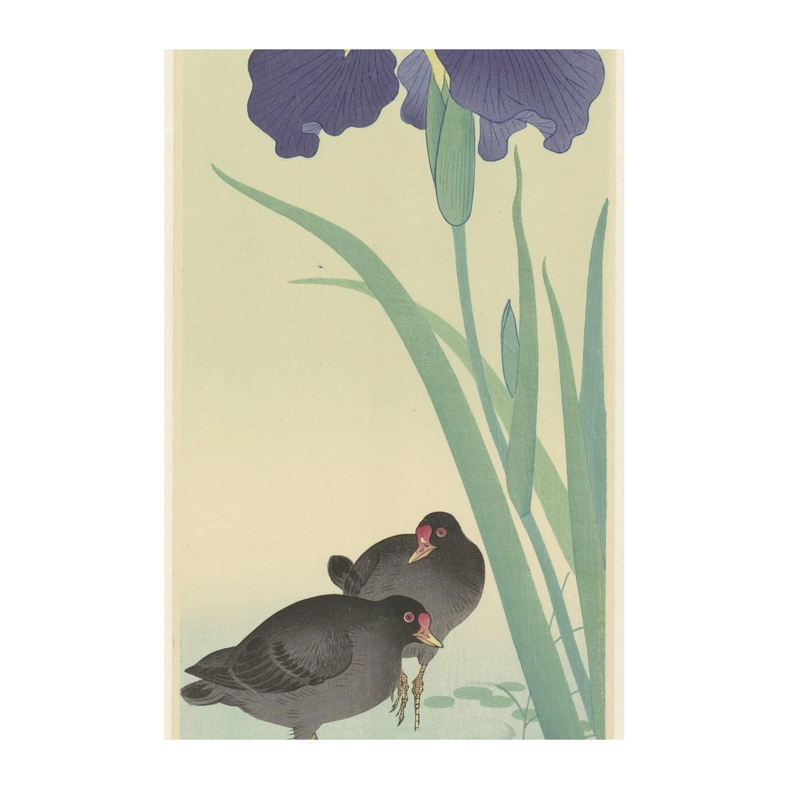 Japanese Iris & Moorhens Wall Art - Nature Art