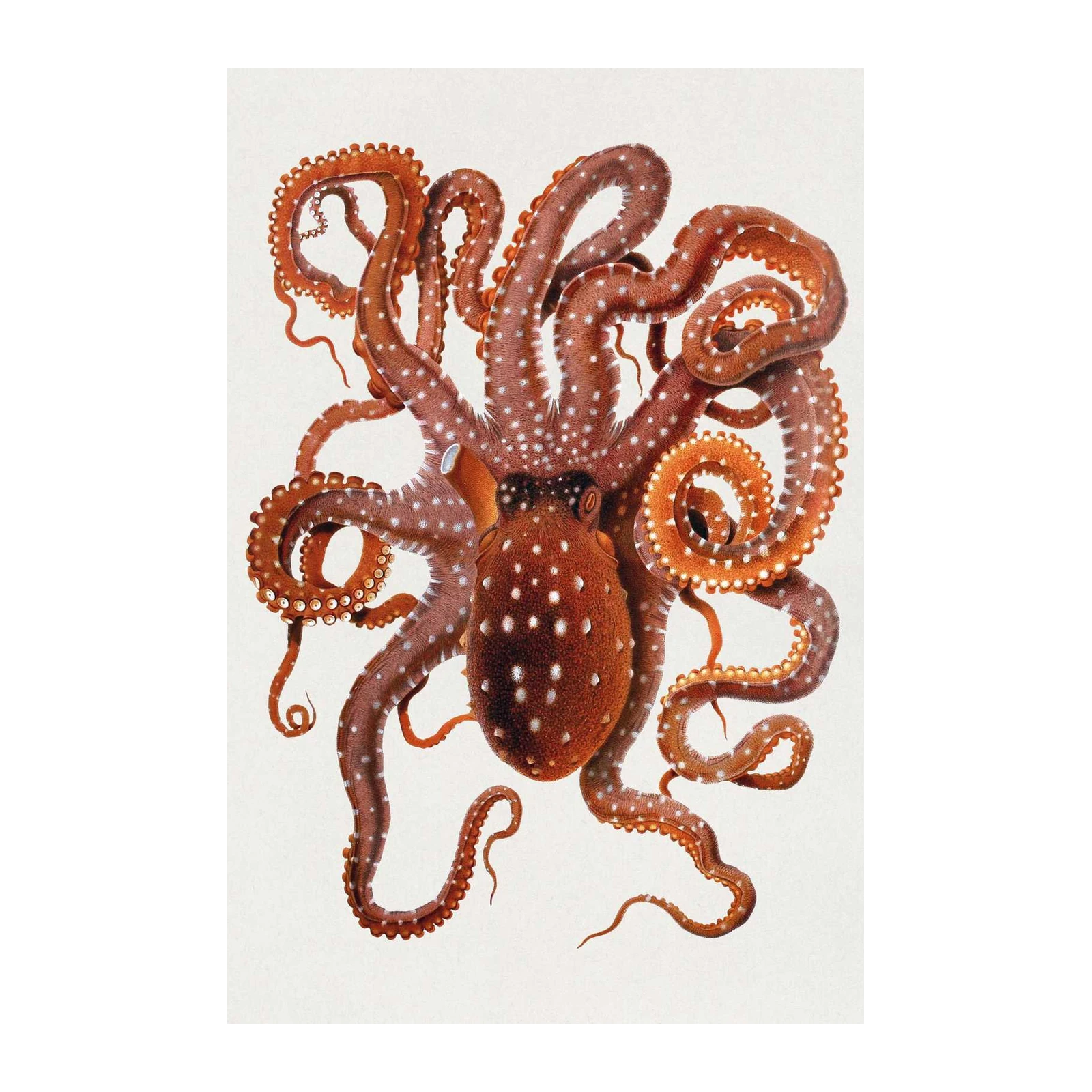 Vintage Octopus Nature Wall Art Wall Art
