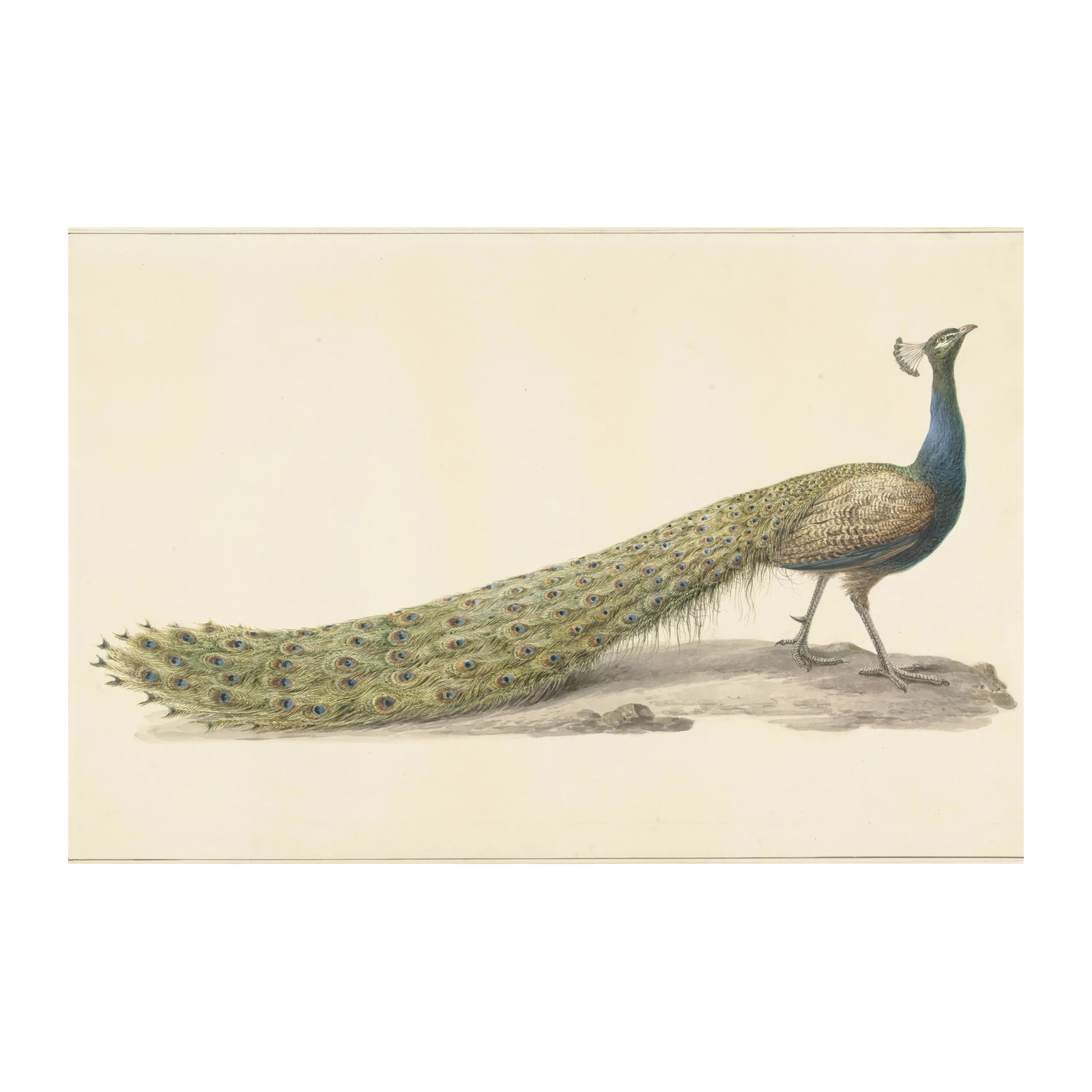 Elegant Peacock Portrait Wall Art