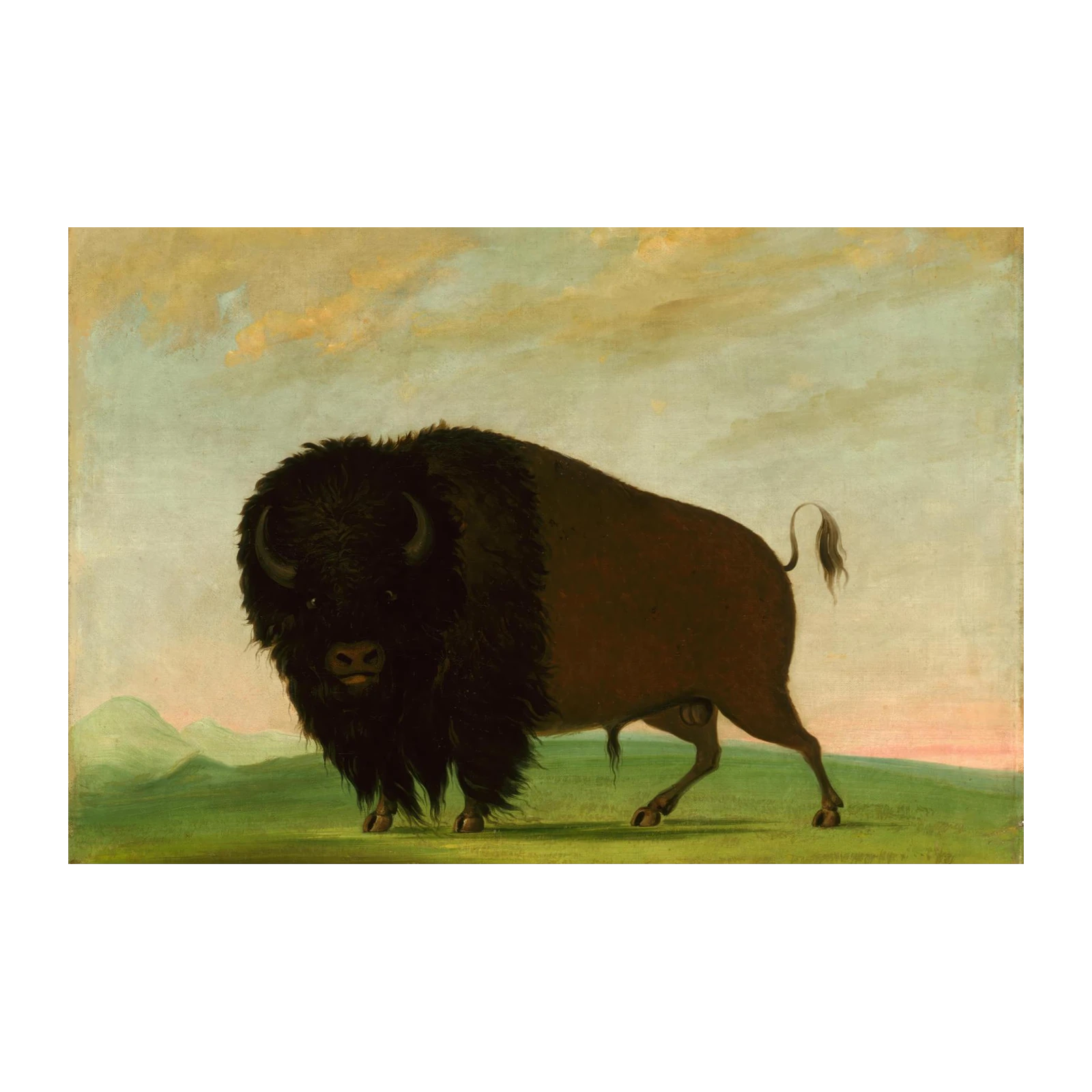 Majestic Bison Standing Strong Wall Art