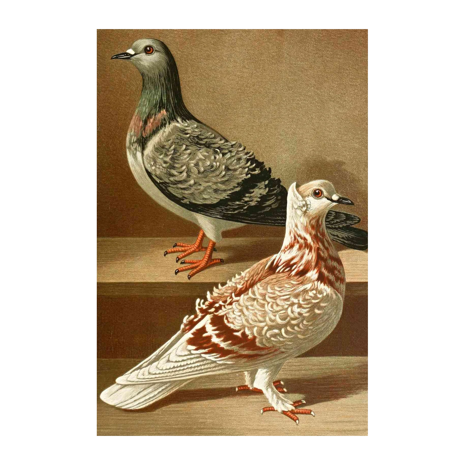 Vintage Pigeon Pair Wall Art Wall Art
