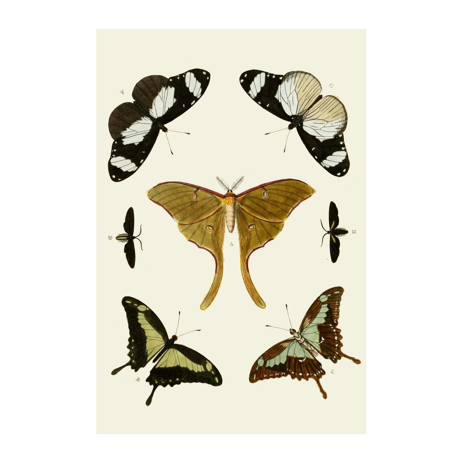 Vintage Butterfly & Moth Collage Wall Art