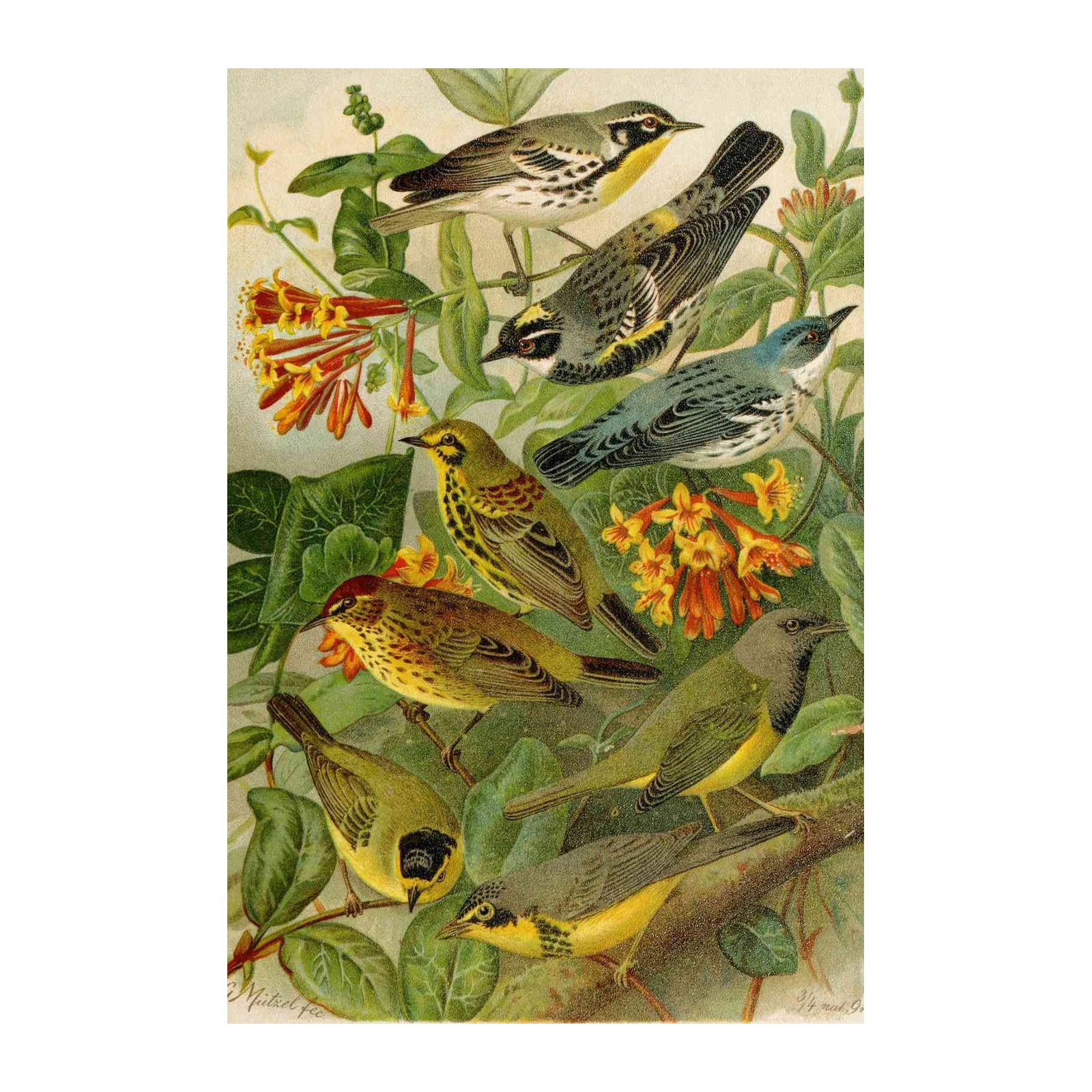 Vintage Bird Nature Scene Wall Art